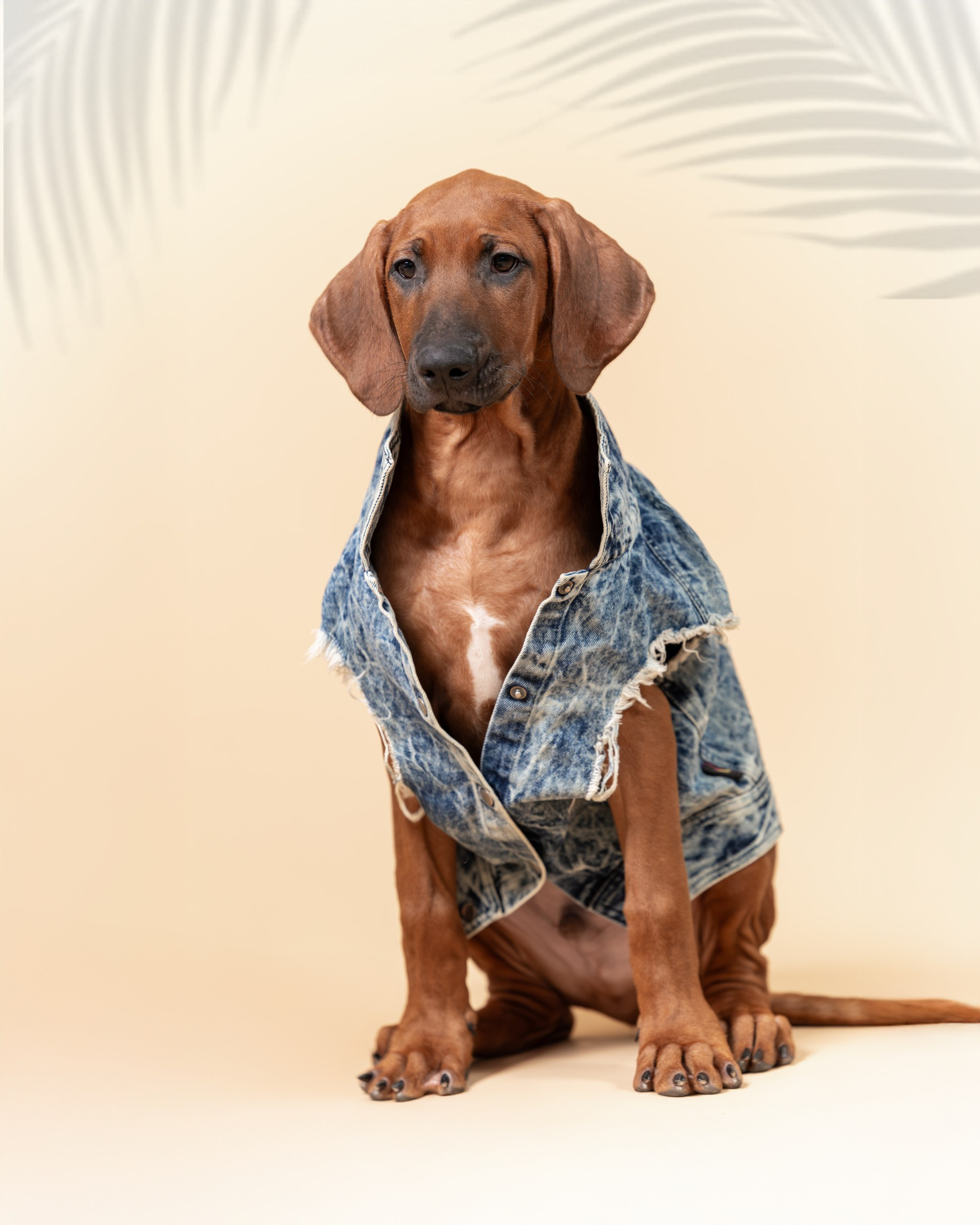 Родезийские Риджбеки в Санкт-Петербурге