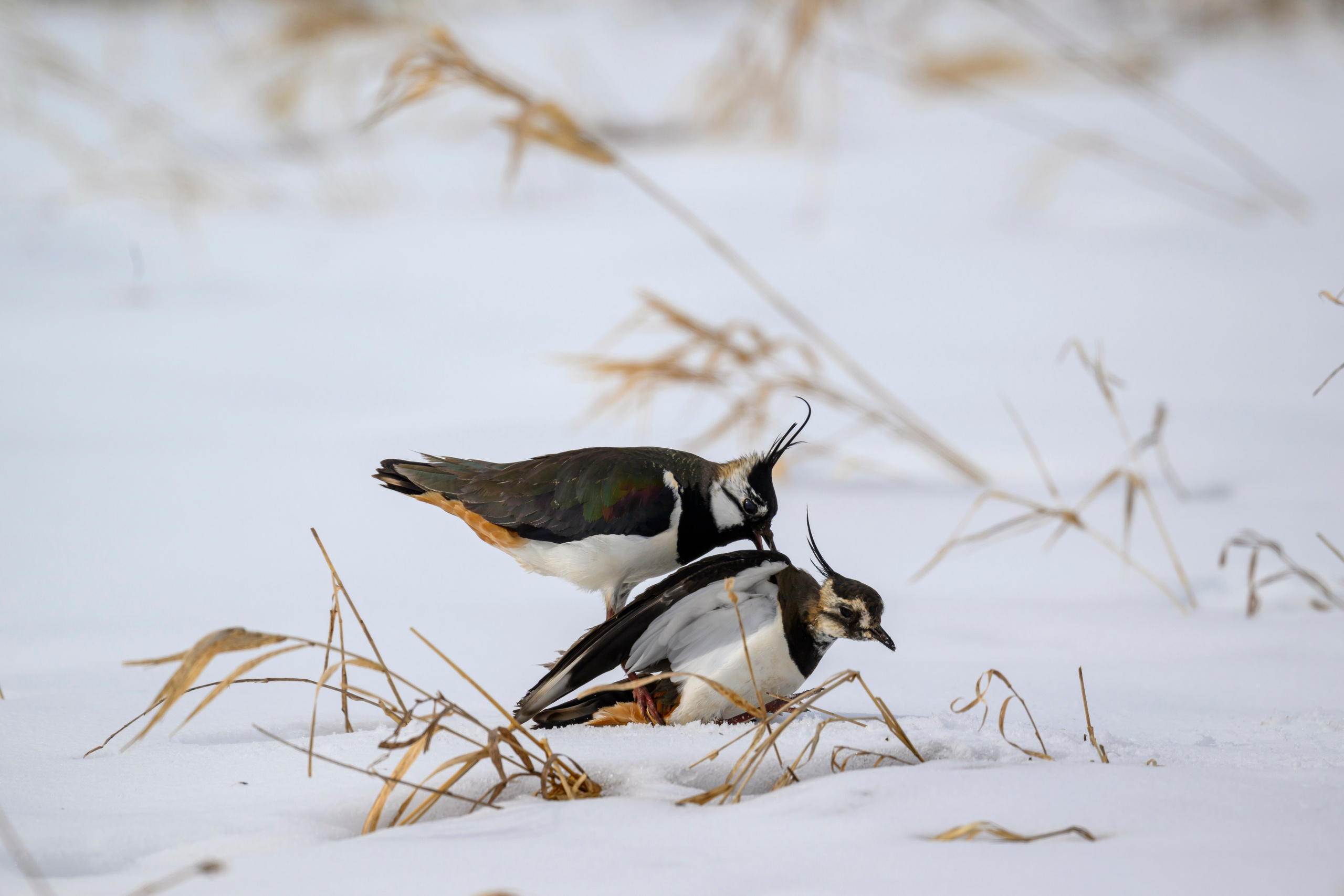 Сова, журавли и свадьба чибисов. Wildlife photography by Sergey Puponin