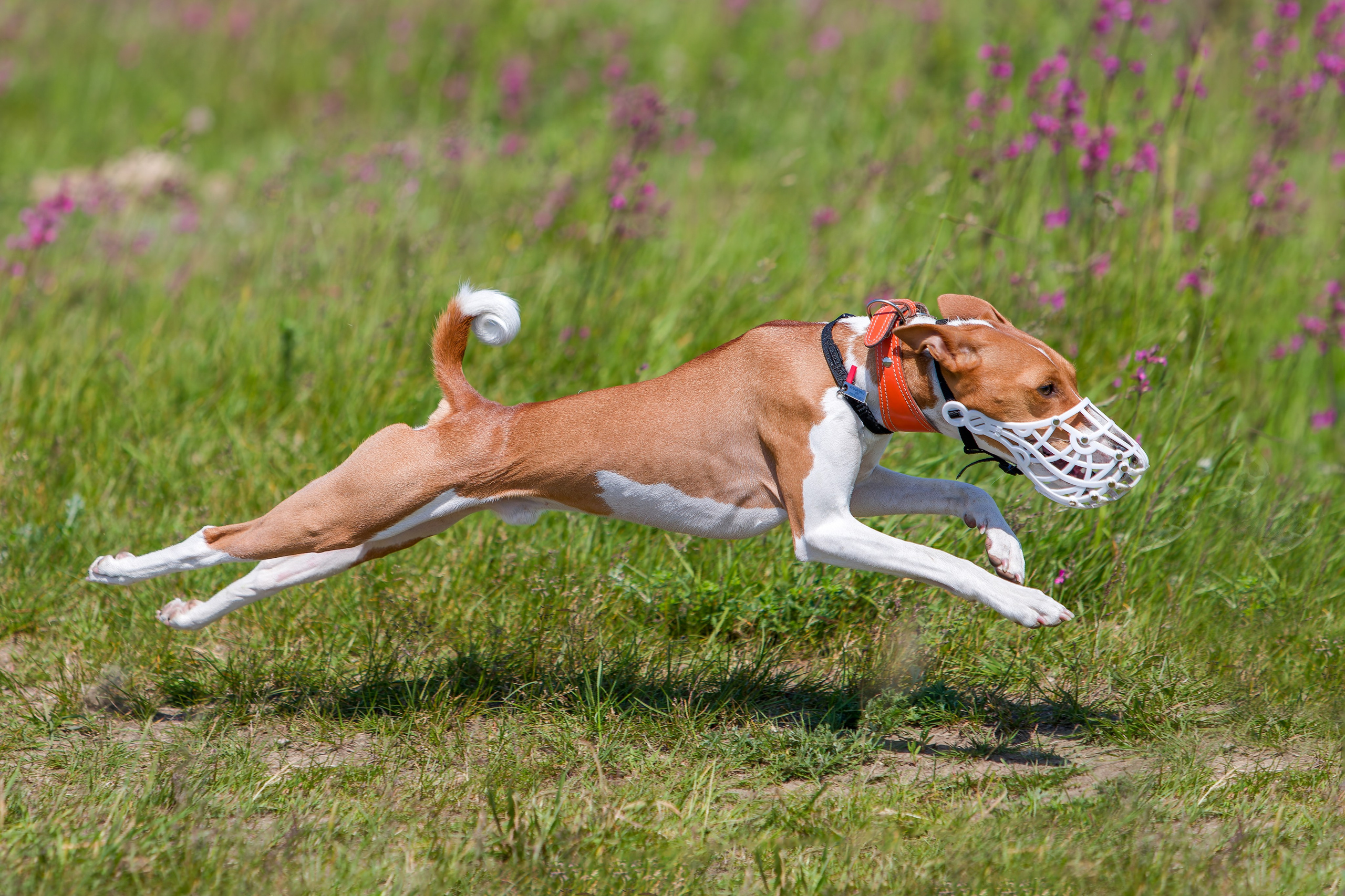 Обо мне. Фотограф-анималист в Санкт-Петеребурге Титова Алиса