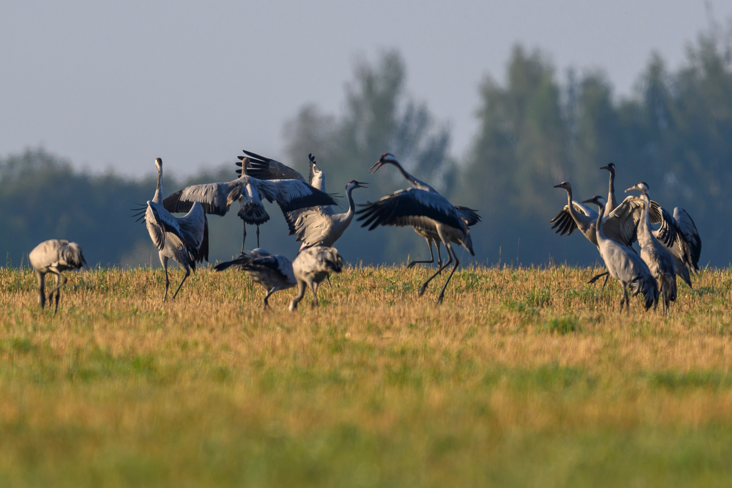 Танцы журавлей. Dances of the Cranes. Фотограф Сергей Пупонин
