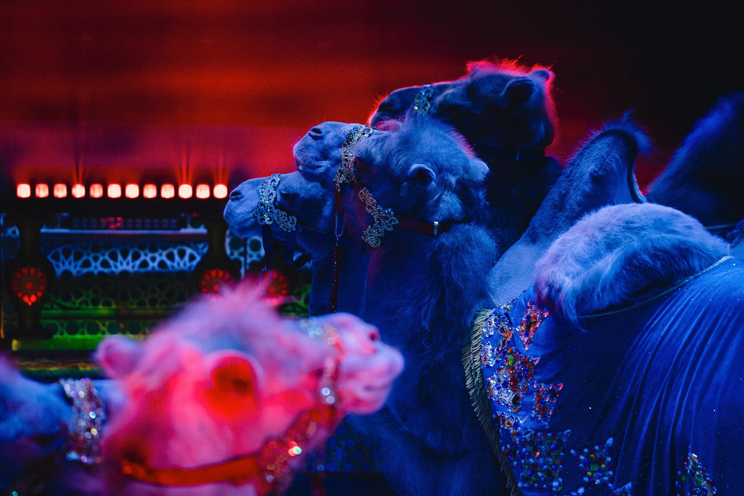 Пресс-показ шоу «Песчаная Сказка». Воробьева Ксения — Спортивный и танцевальный фотограф Новосибирск