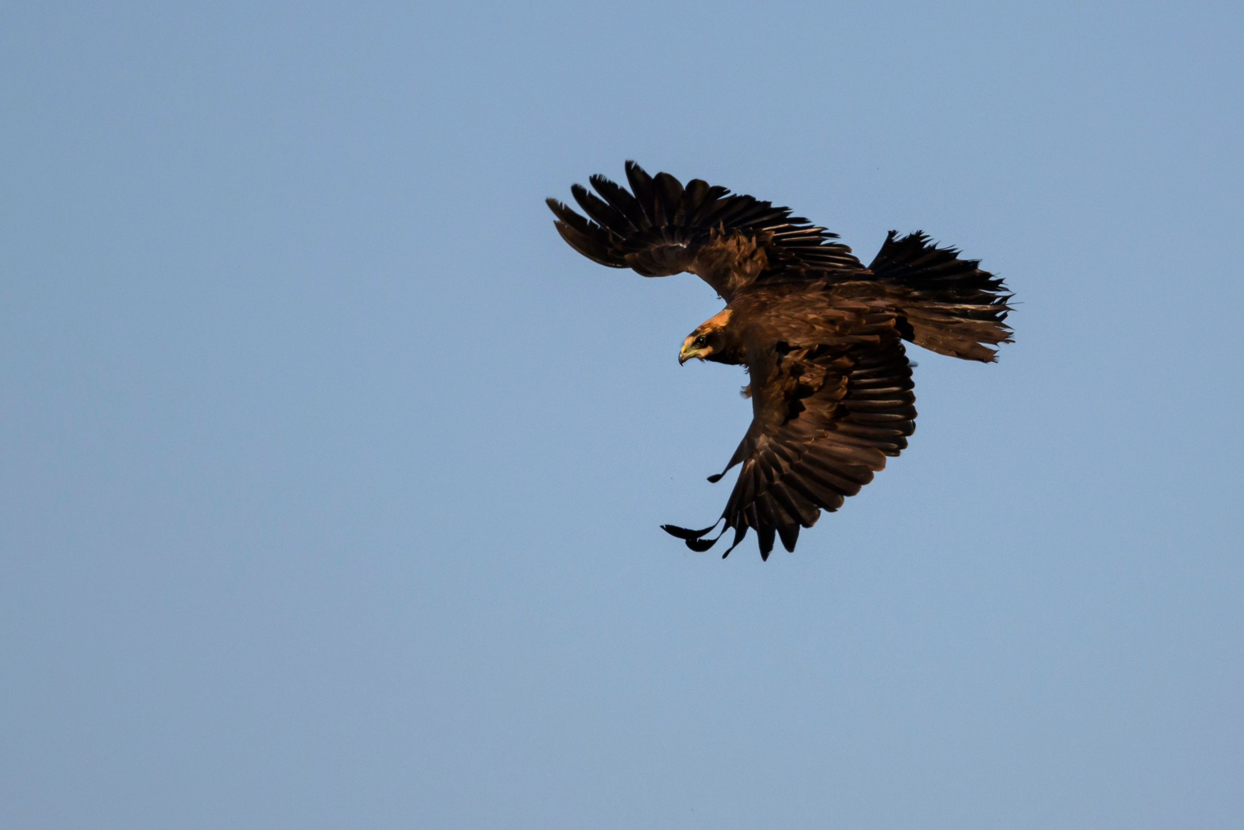 Стычка луня и осоеда, журавли. Wildlife photography by Sergey Puponin