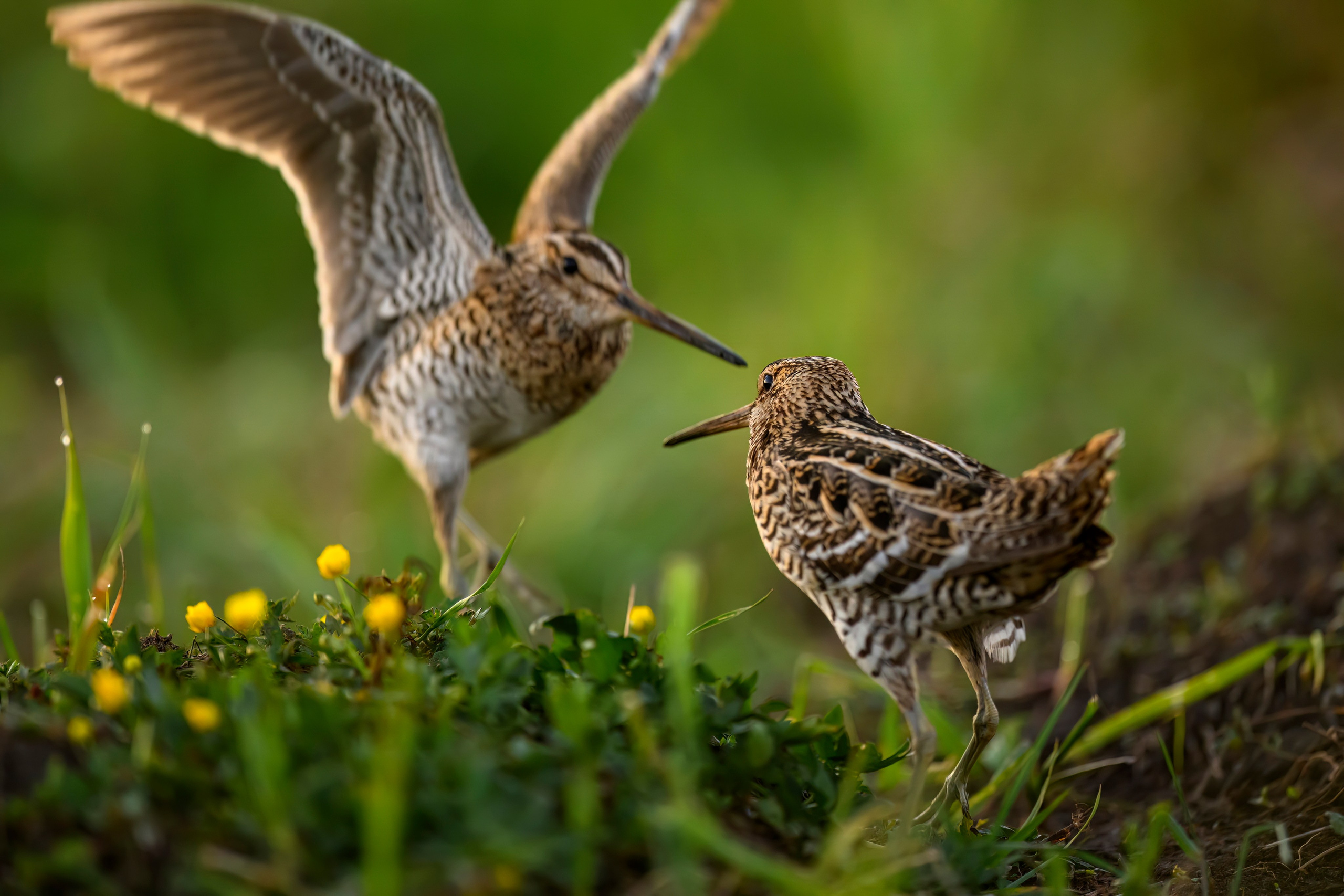 Дупелиный ток: настоящие гусары!. Фотограф Сергей Пупонин