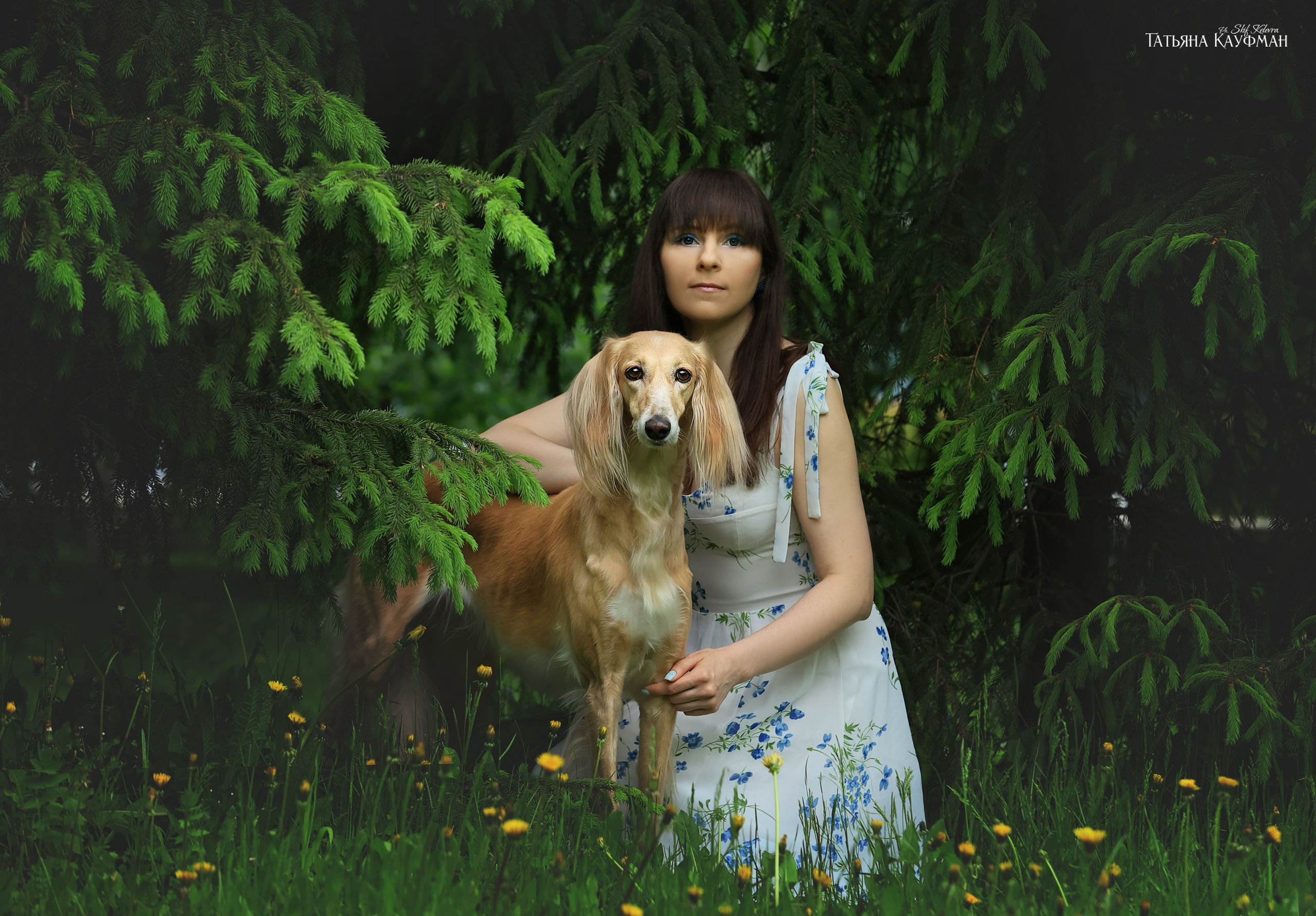 Салюки, фотография салюки, собака в цветах, красивая собака, фотограф анималист, фотокурс Анималистика, научиться фотографировать собак, фотограф Новосибирск