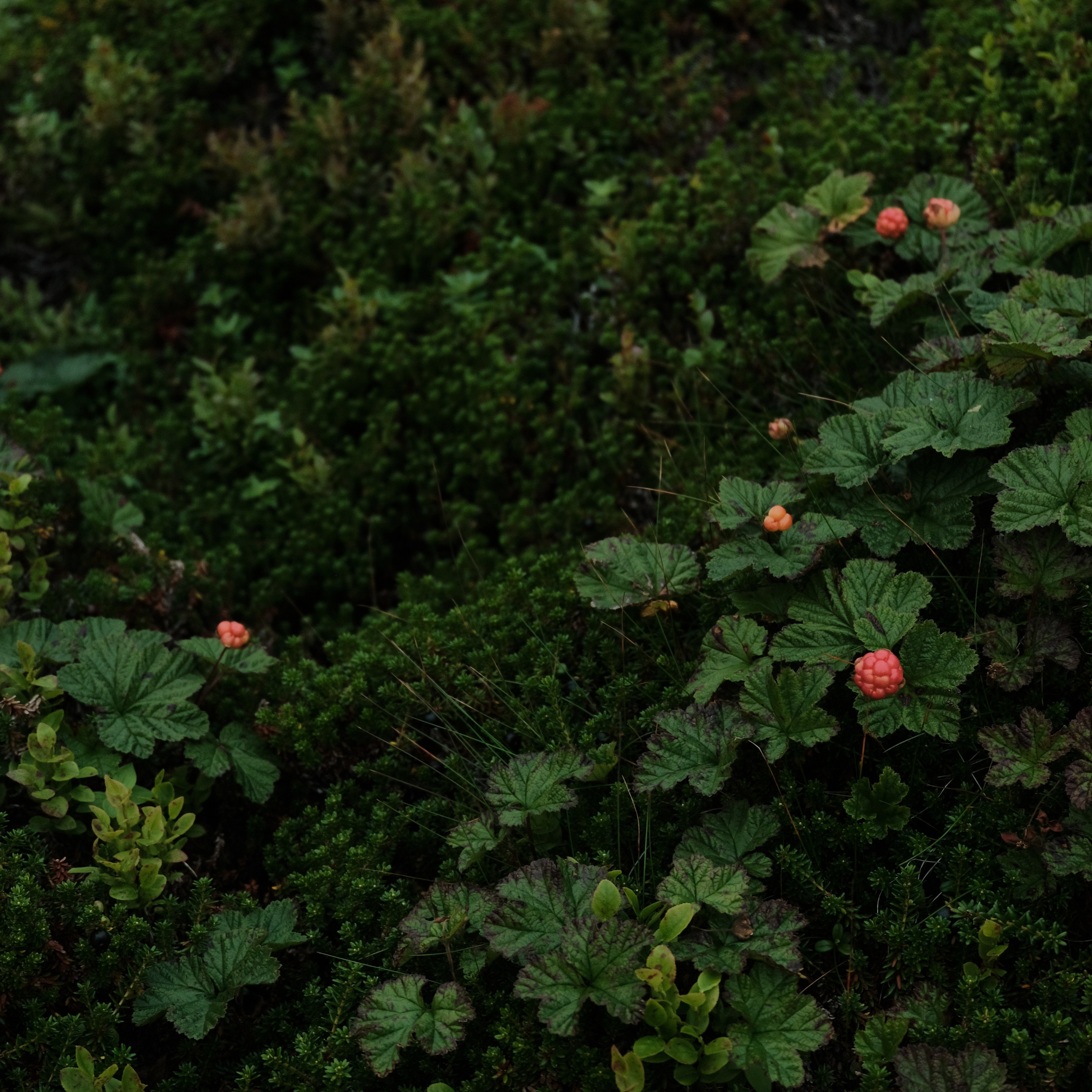 bunch of Cloudberry in a forest