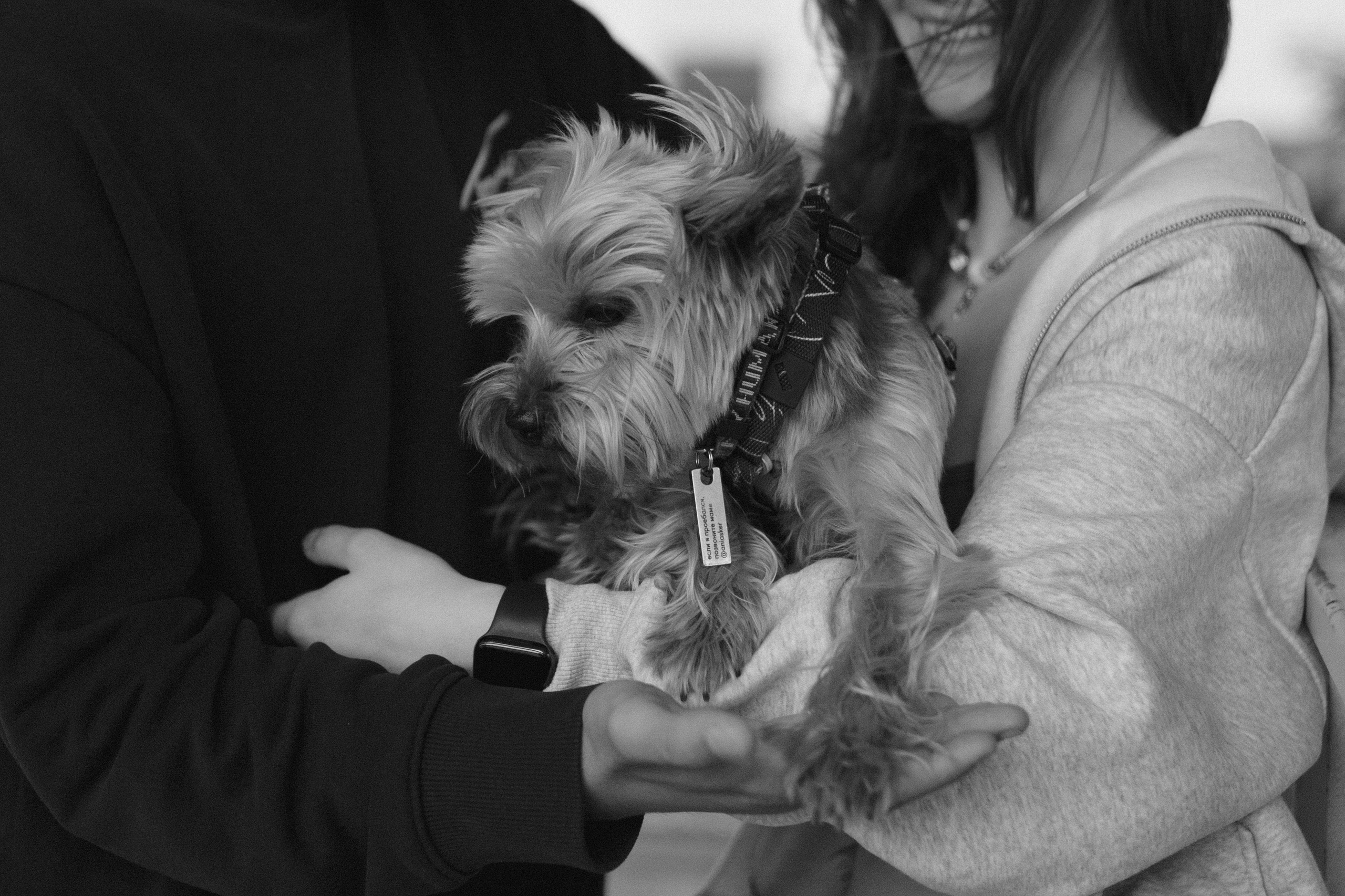 Андрей, Аня и Персик. Фотограф — анималист •love-story•|Санкт-Петербург