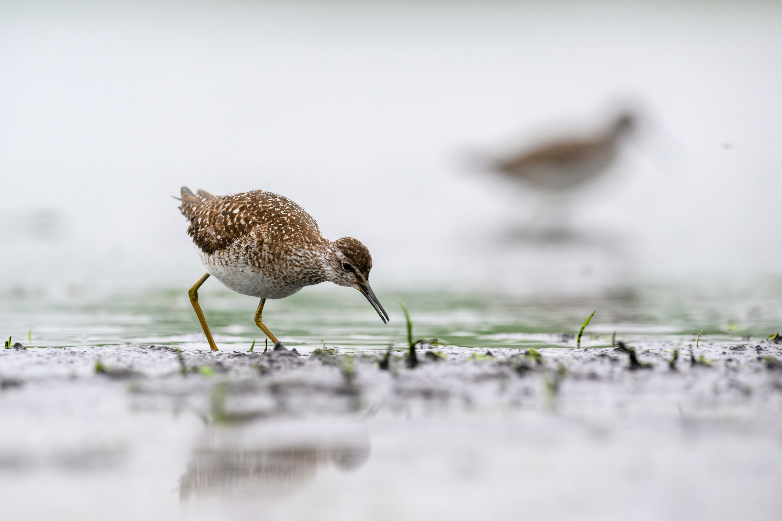 Поручейники и большой веретенник. Wildlife photography by Sergey Puponin