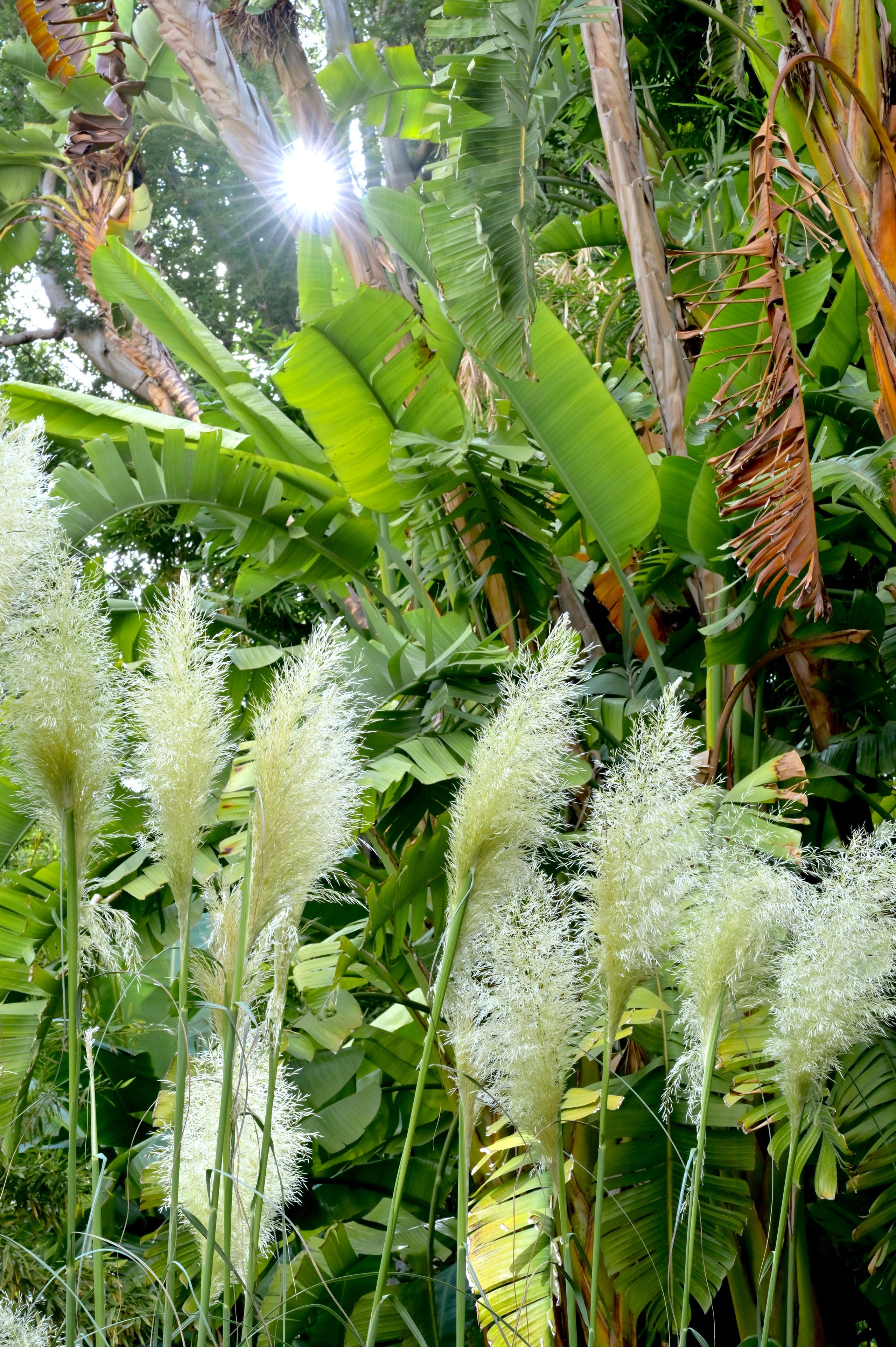 Ботанический сад в Валенсии — старейший в Европе. Гид и фотограф в Валенсии Новиков Михаил