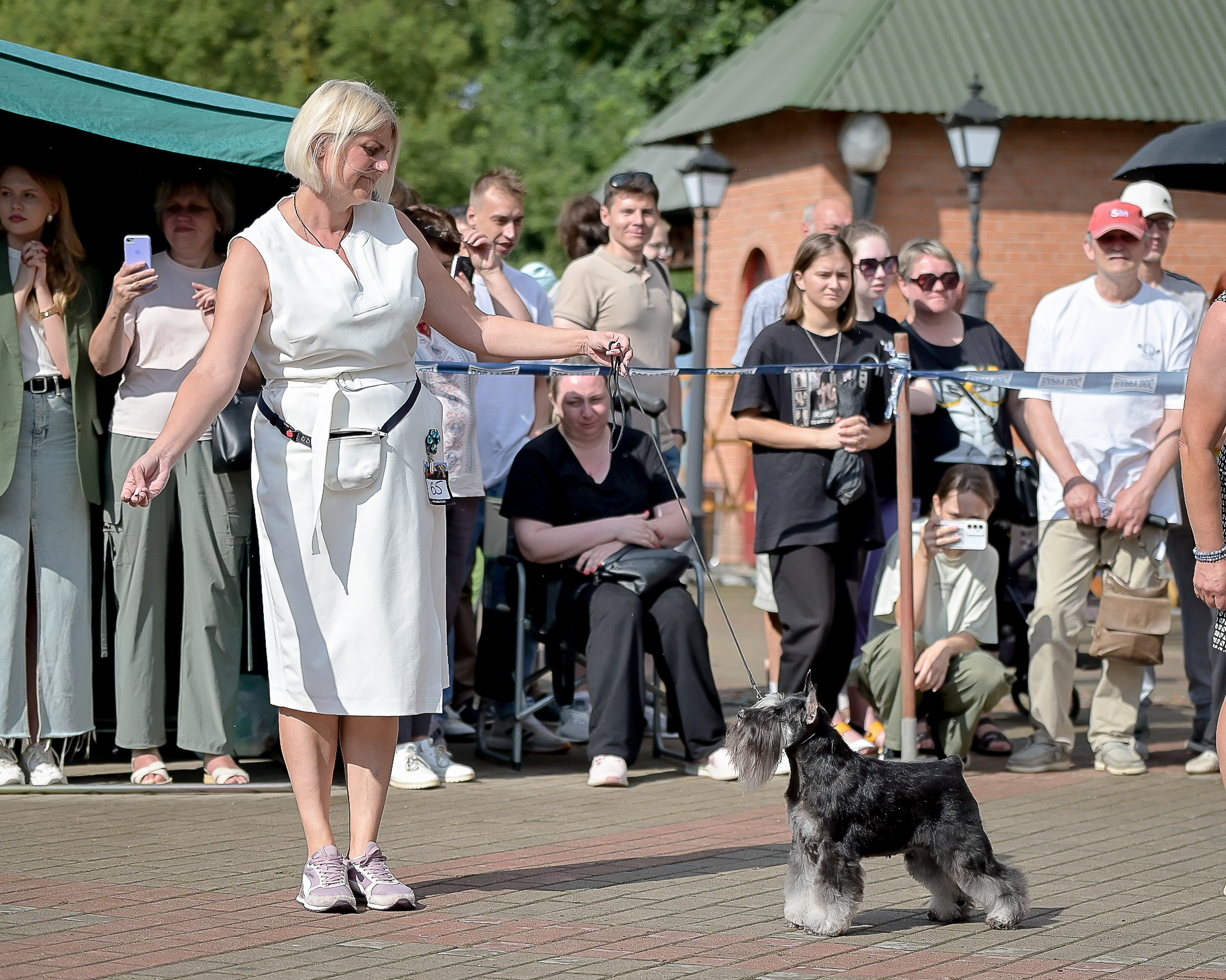 Софи/Asson Ari Vivien Marceau. Питомник цвергшнауцеров в Беларуси «Делинсо Бэлэнс»