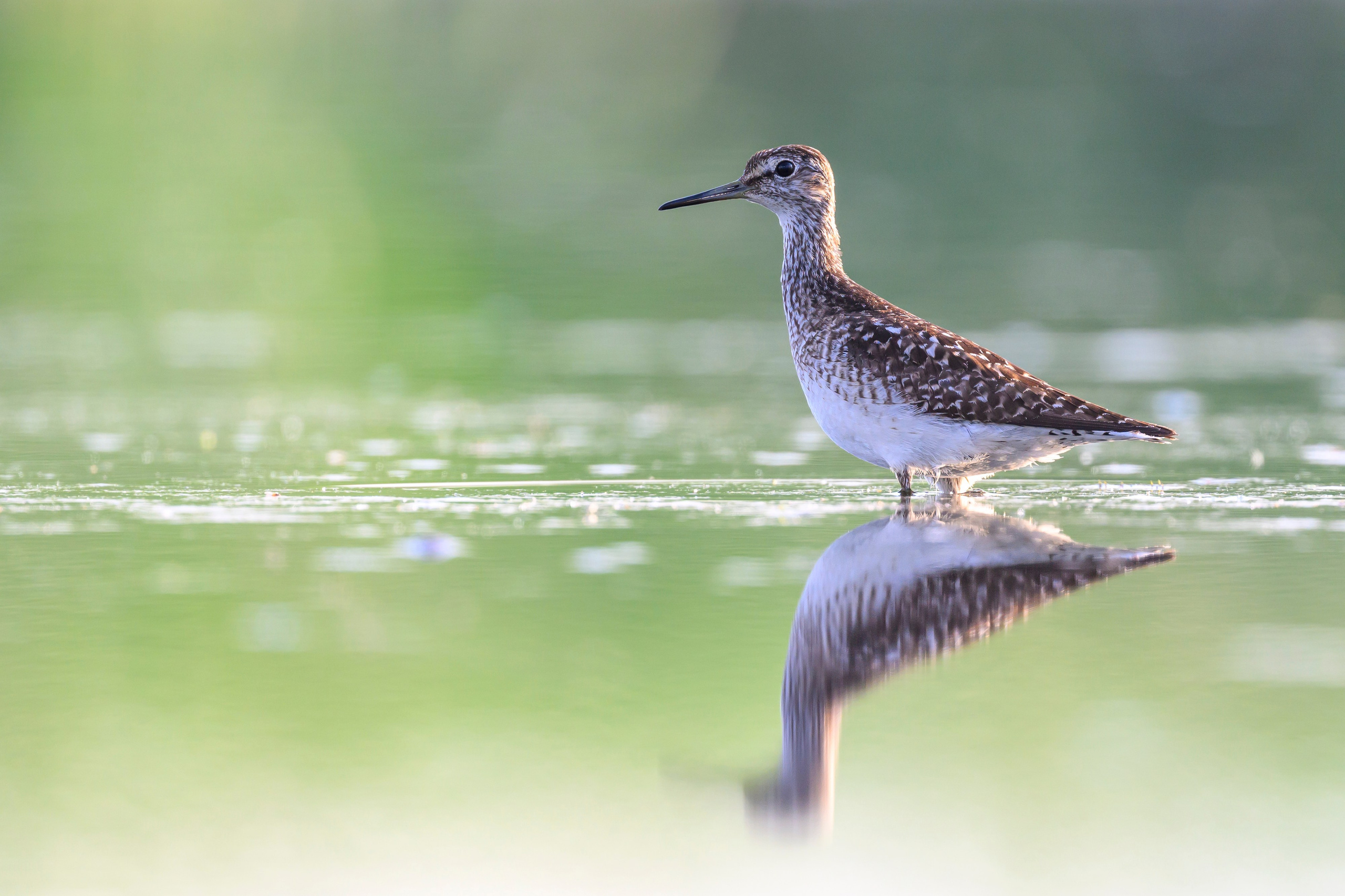 Поручейники и щеголь. Wildlife photography by Sergey Puponin