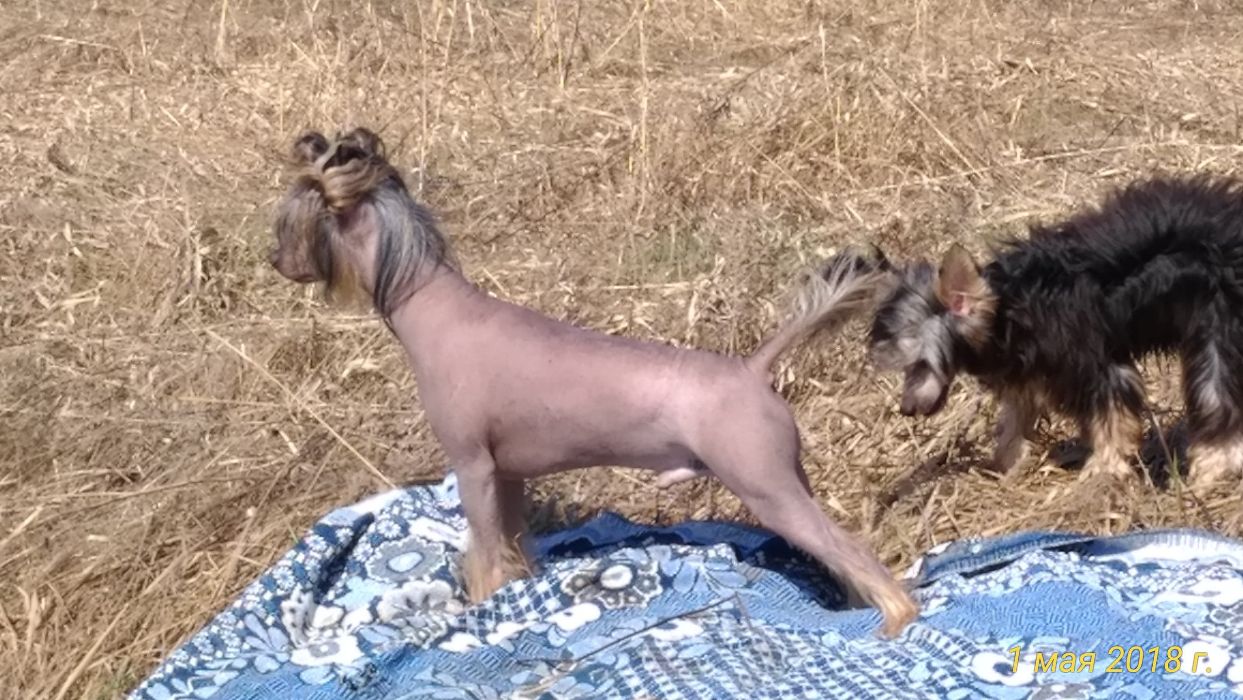Adventure May 1, 2018 or a nursery on a walk. Chinese Crested Dog Kennel Poale Ell