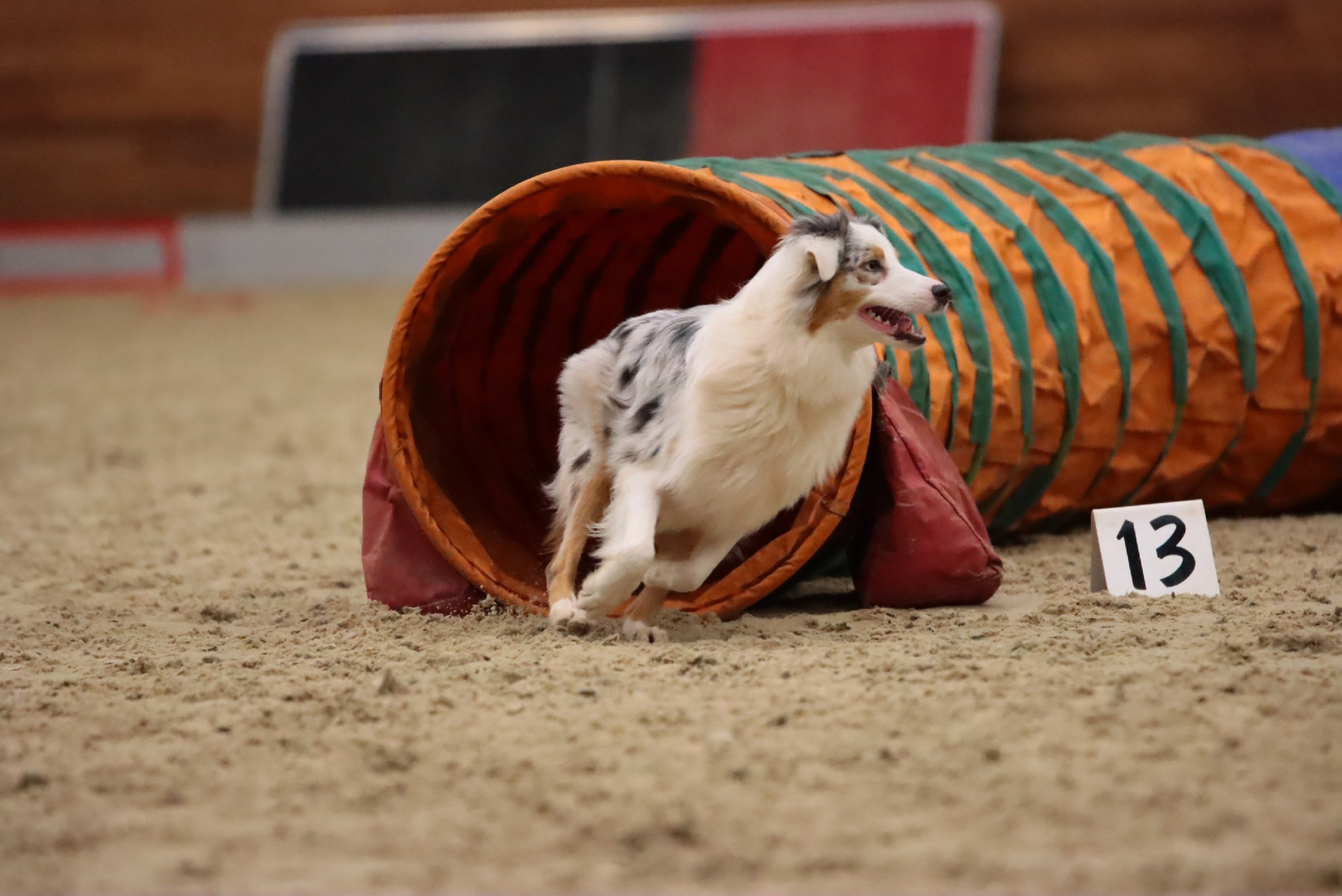Кайса. BLGKV питомник собак