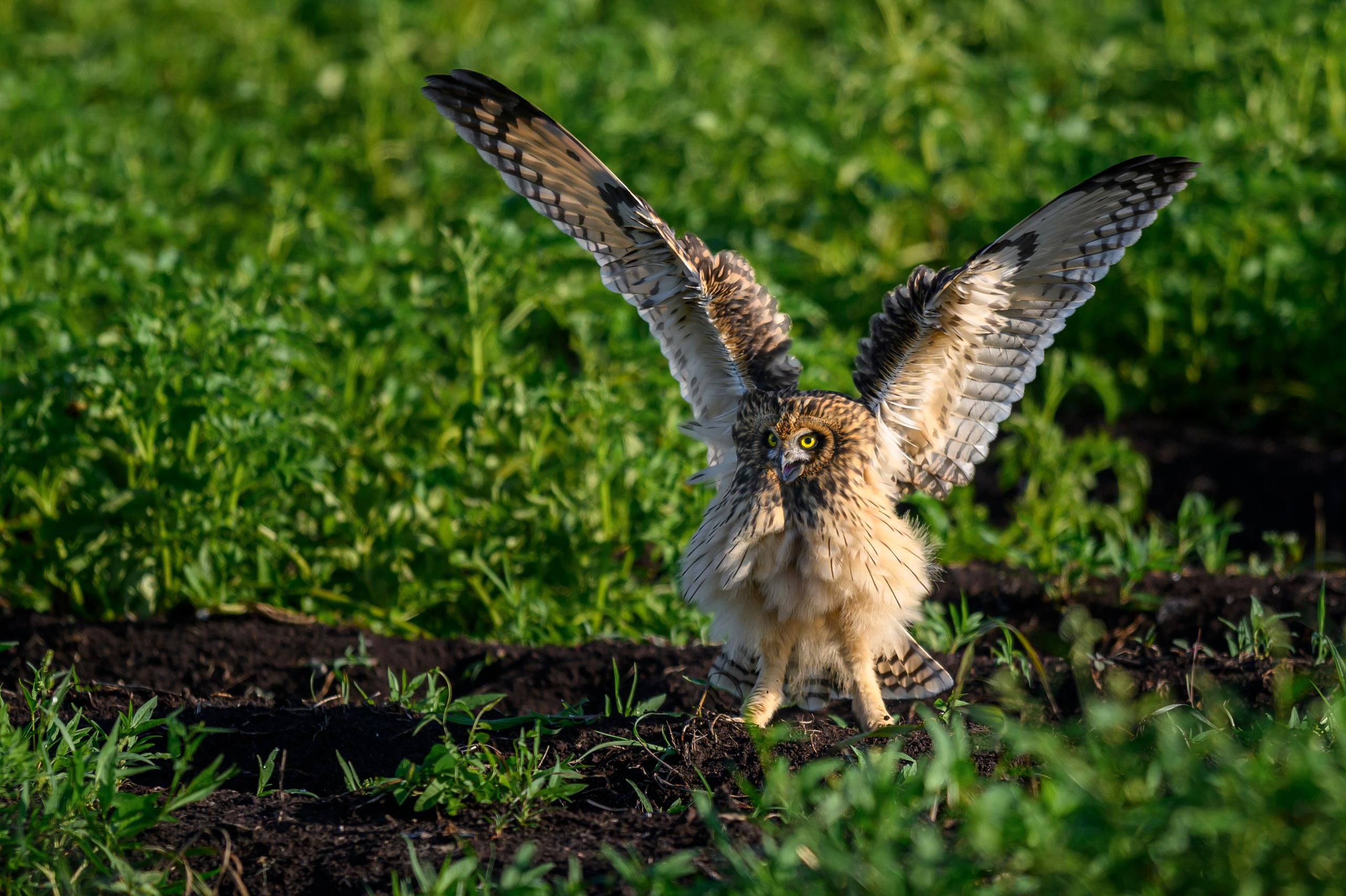 Совята завтракают. The owlets are having breakfast. Wildlife photography by Sergey Puponin