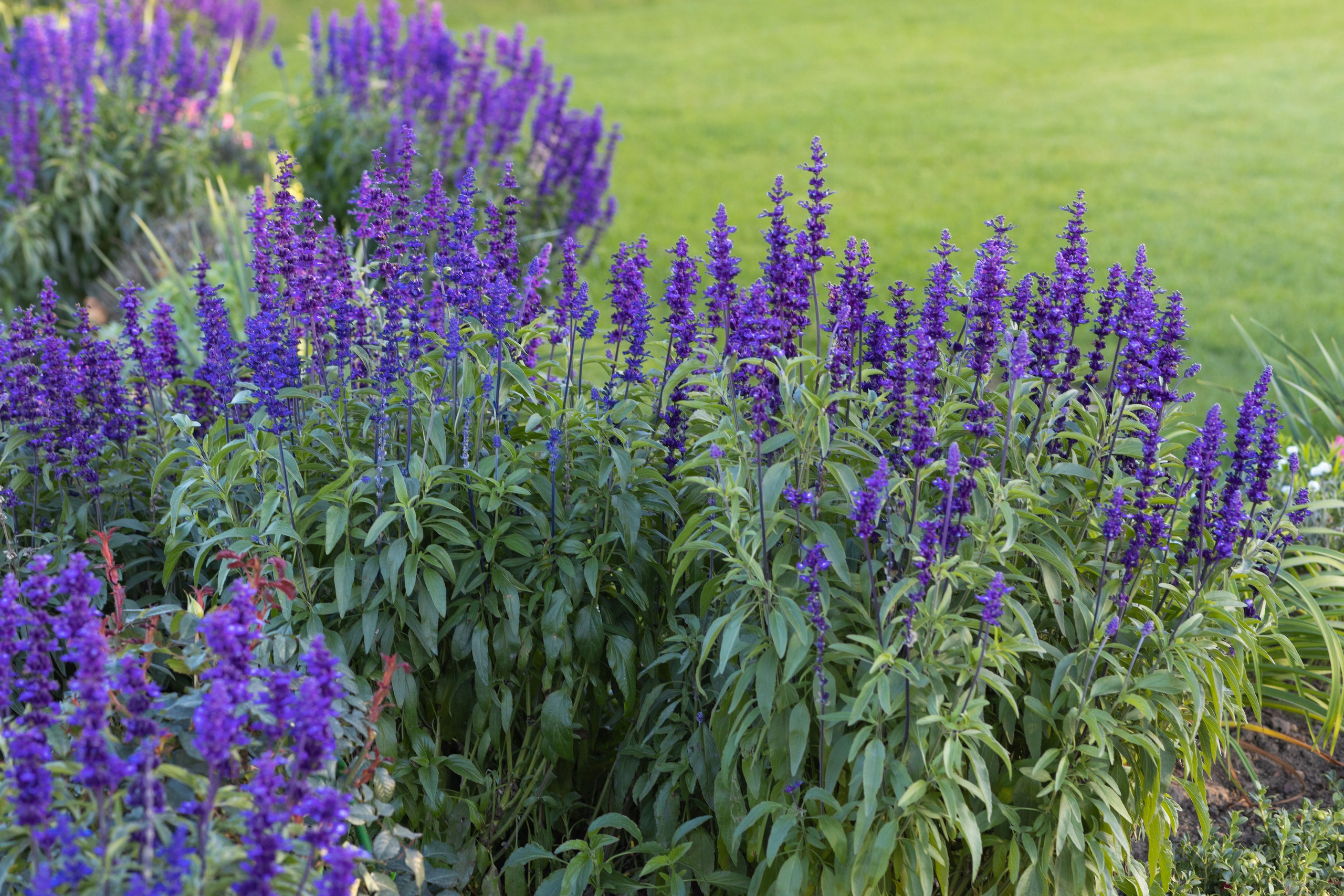 ФОТОСЕССИЯ В ПЕТЕРГОФЕ. ГДЕ СНИМАТЬ В ПЕТЕРГОФЕ