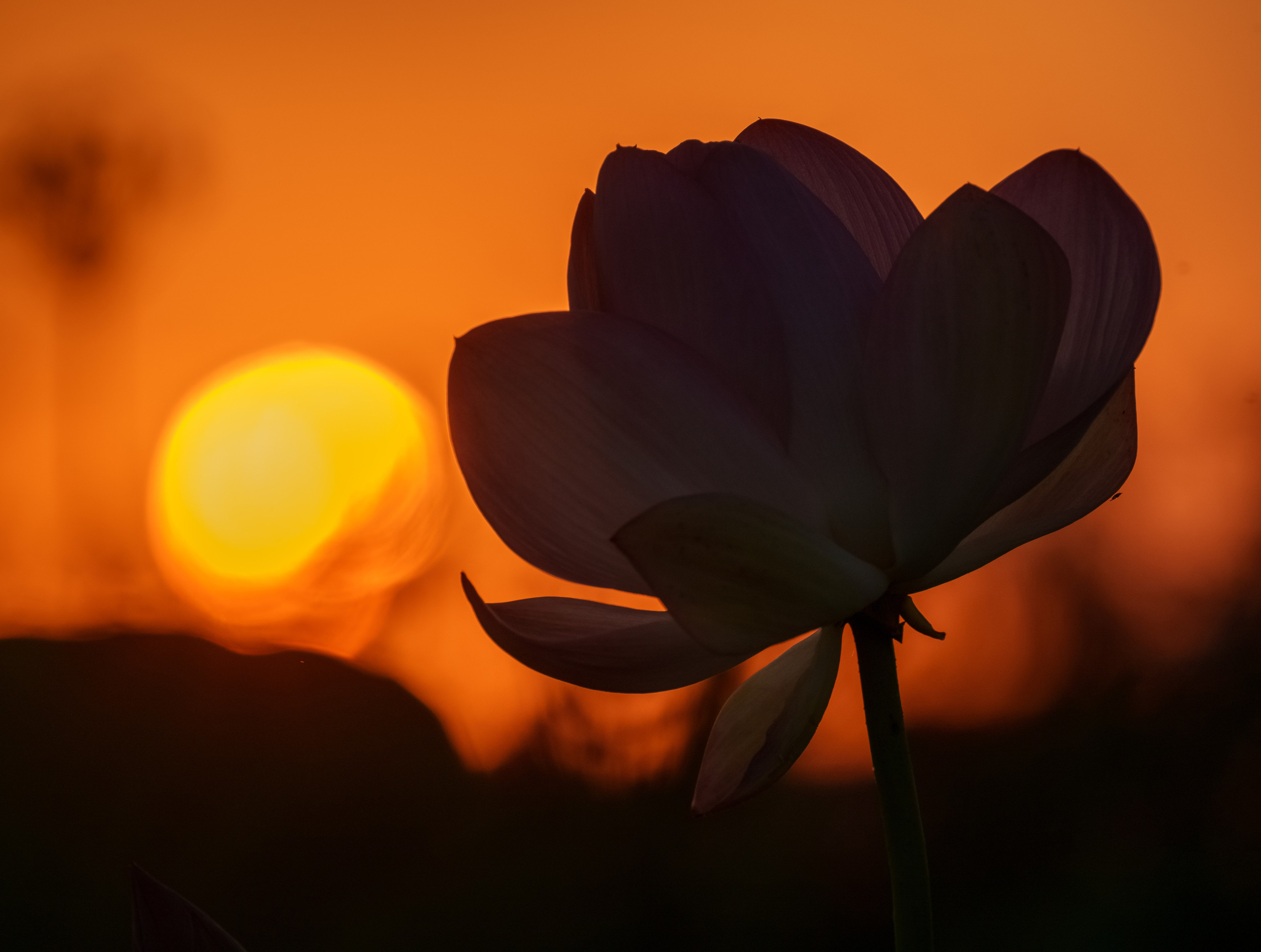 Барханы и лотосы. Июль–Август