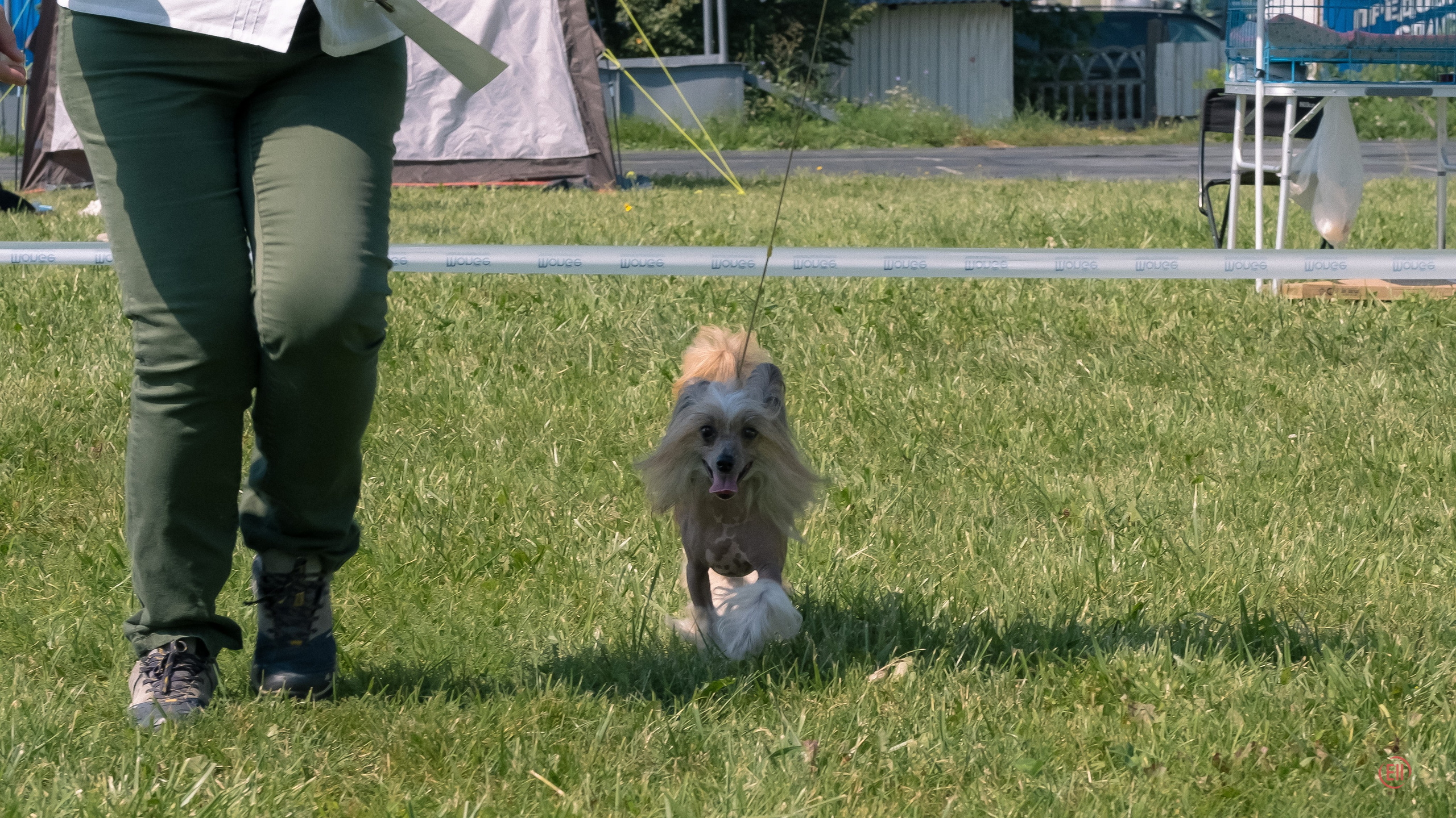 20.08.2023 Тула. Выставка собак