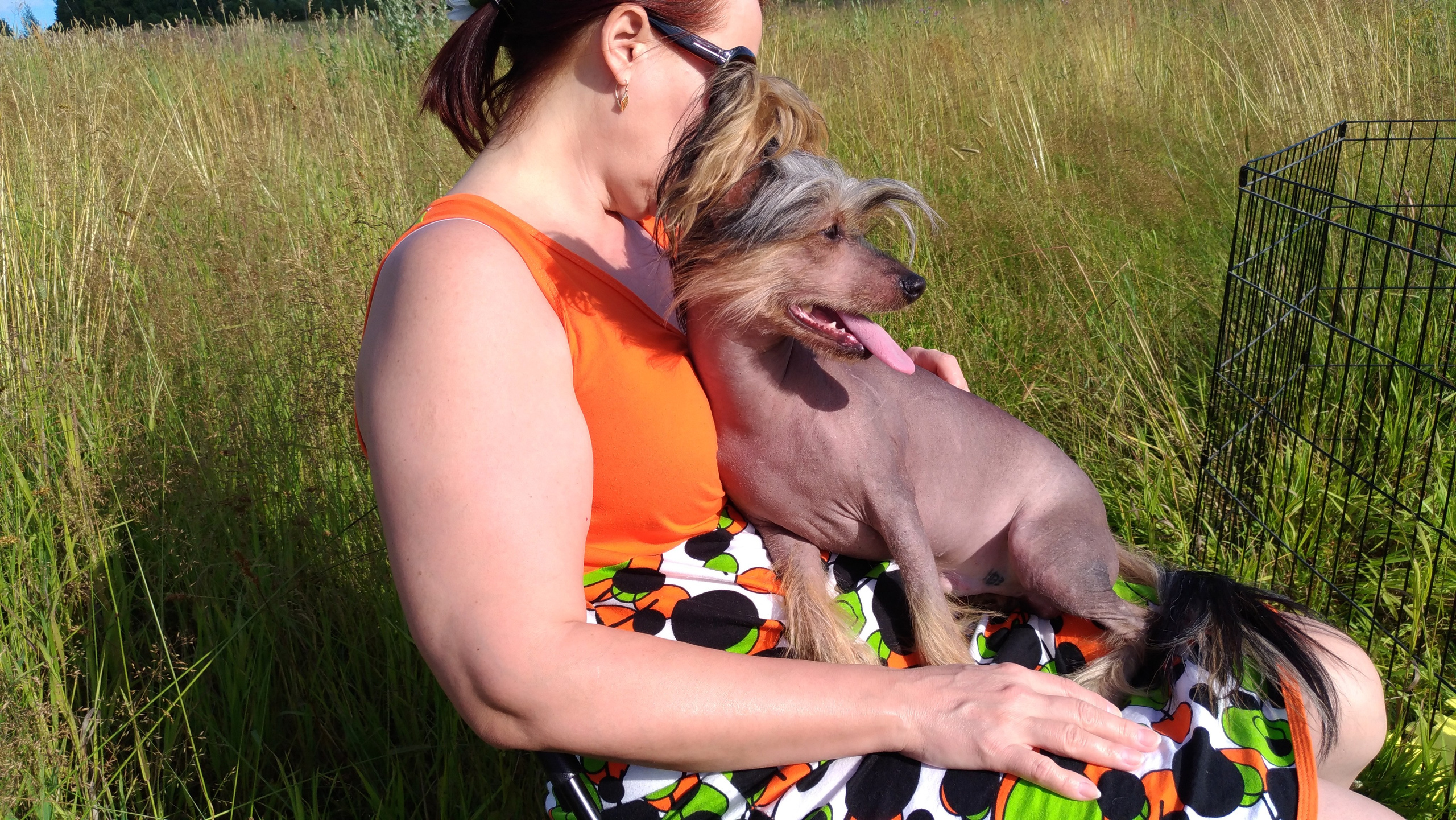 В поле под присмотром сокола. Питомник китайских хохлатых собак Poale Ell: купить щенка в питомнике