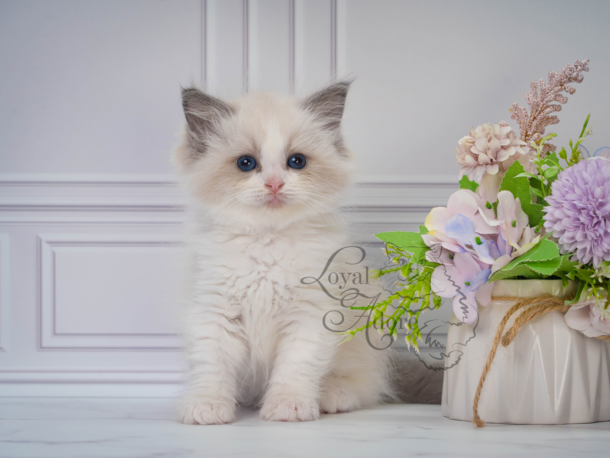 Котята рэгдолл от Loyal Adore. Питомник рэгдолл Loyal Adore