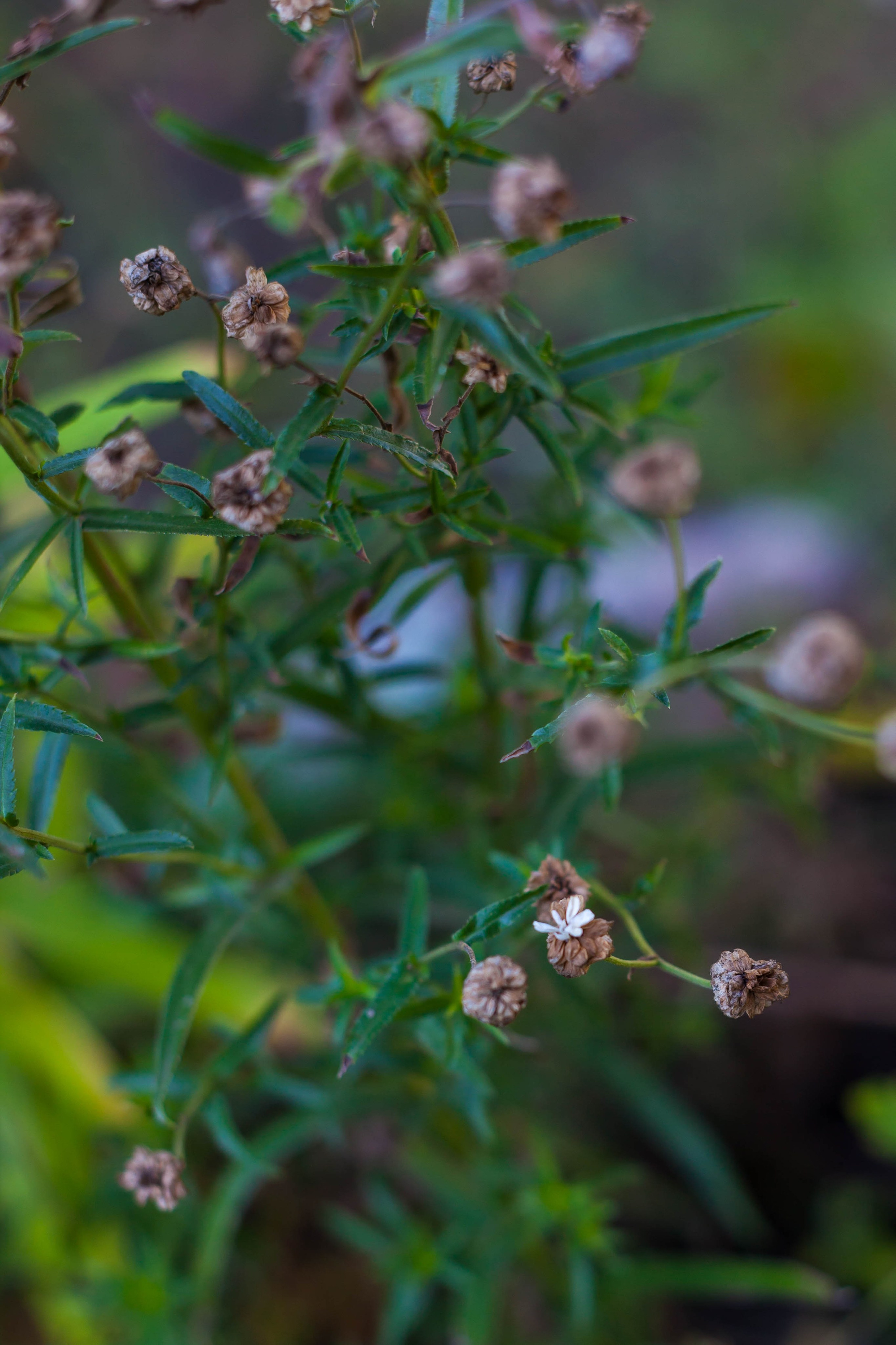 Провожаю лето. Slavilada-Лапки. Свет. Любовь… Профессиональная фотосессия питомцев Для памяти, пристройства и продажи. Хабаровск