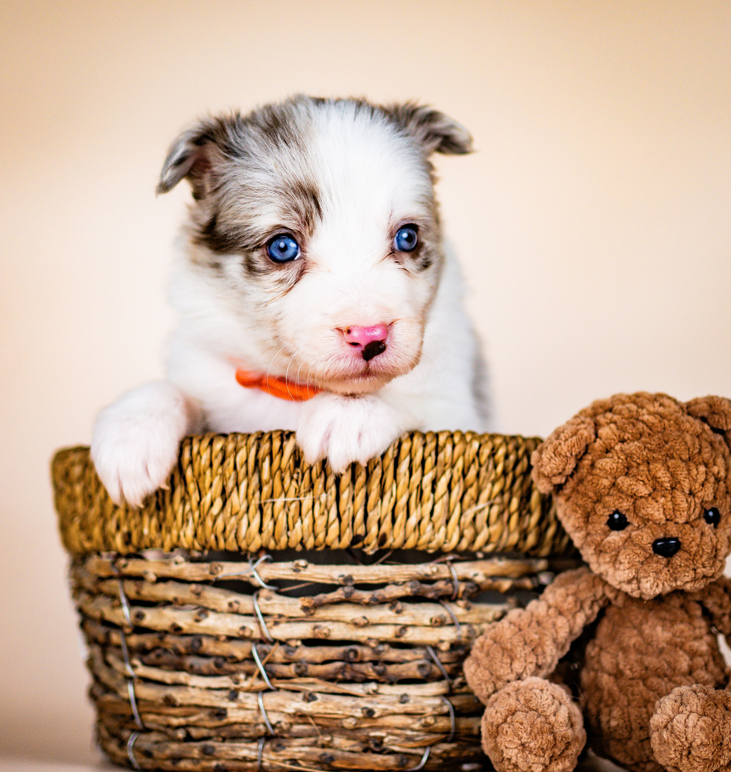 Фритсвит. Семейный фотограф Ефремова Виктория