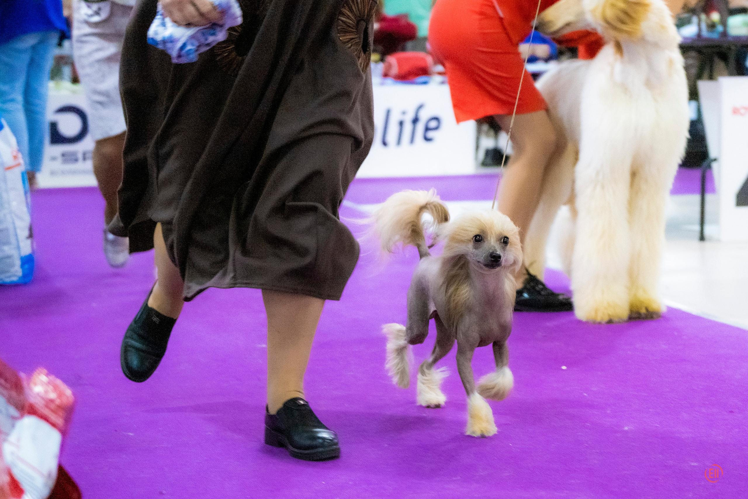 Poale Ell Cooper. Chinese Crested Dog Kennel Poale Ell