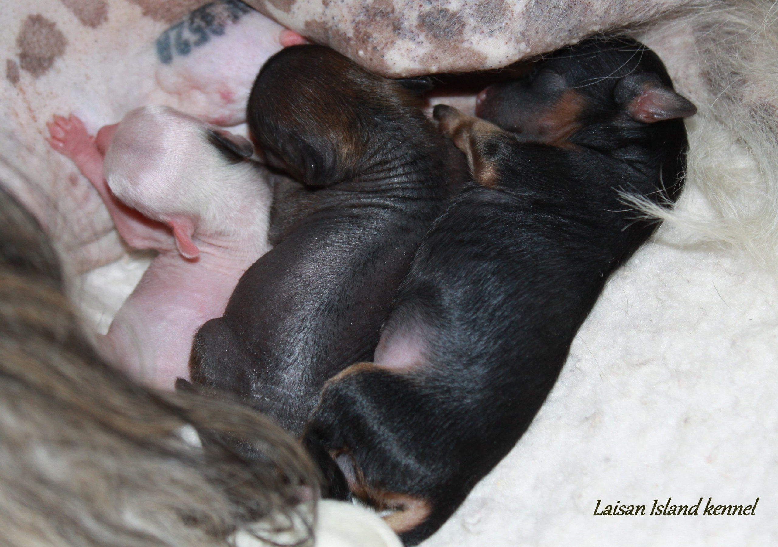 Puppies are 3 days old