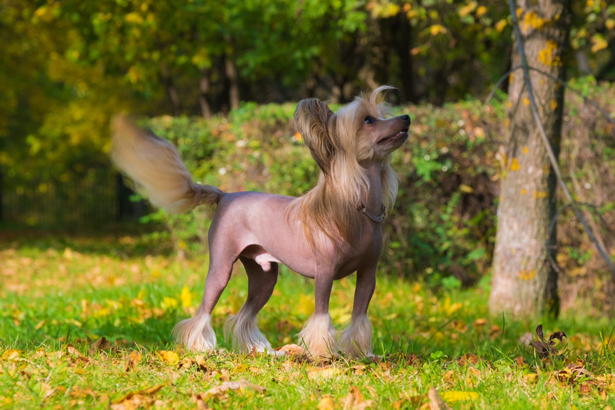 On a walk. Chinese Crested Dog Kennel Poale Ell