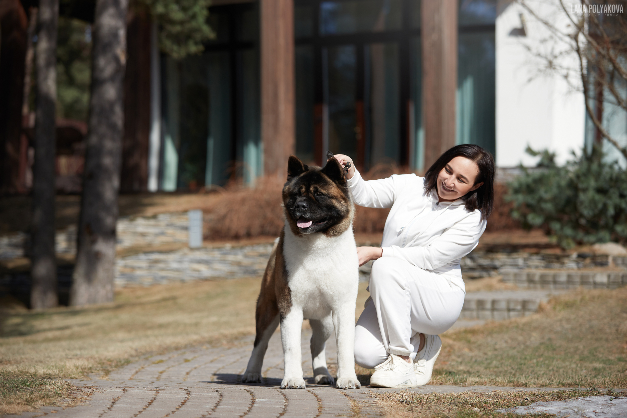 Американская акита NATIVEBEAR OREO COOKIE