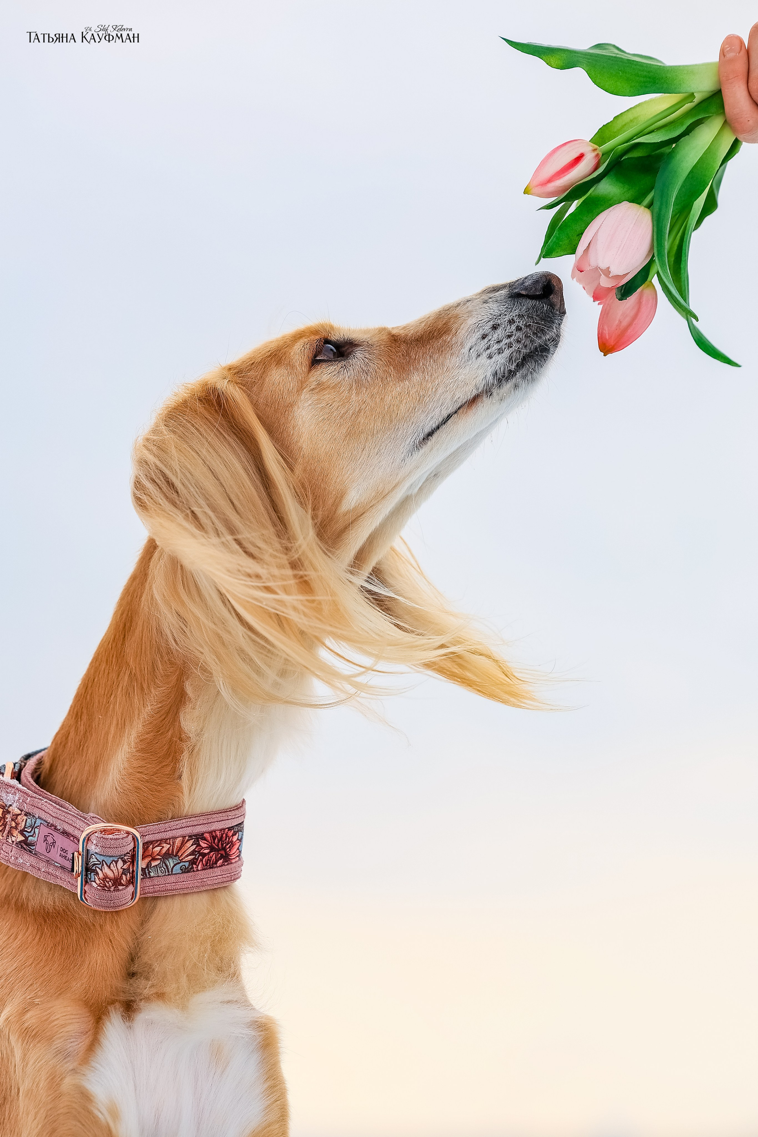 Салюки Флай и Лира. Фотограф Анималист из Новосибирска Татьяна Кауфман