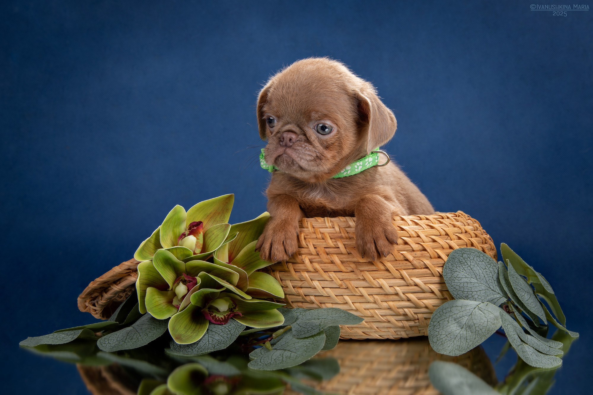 щенок брабансон