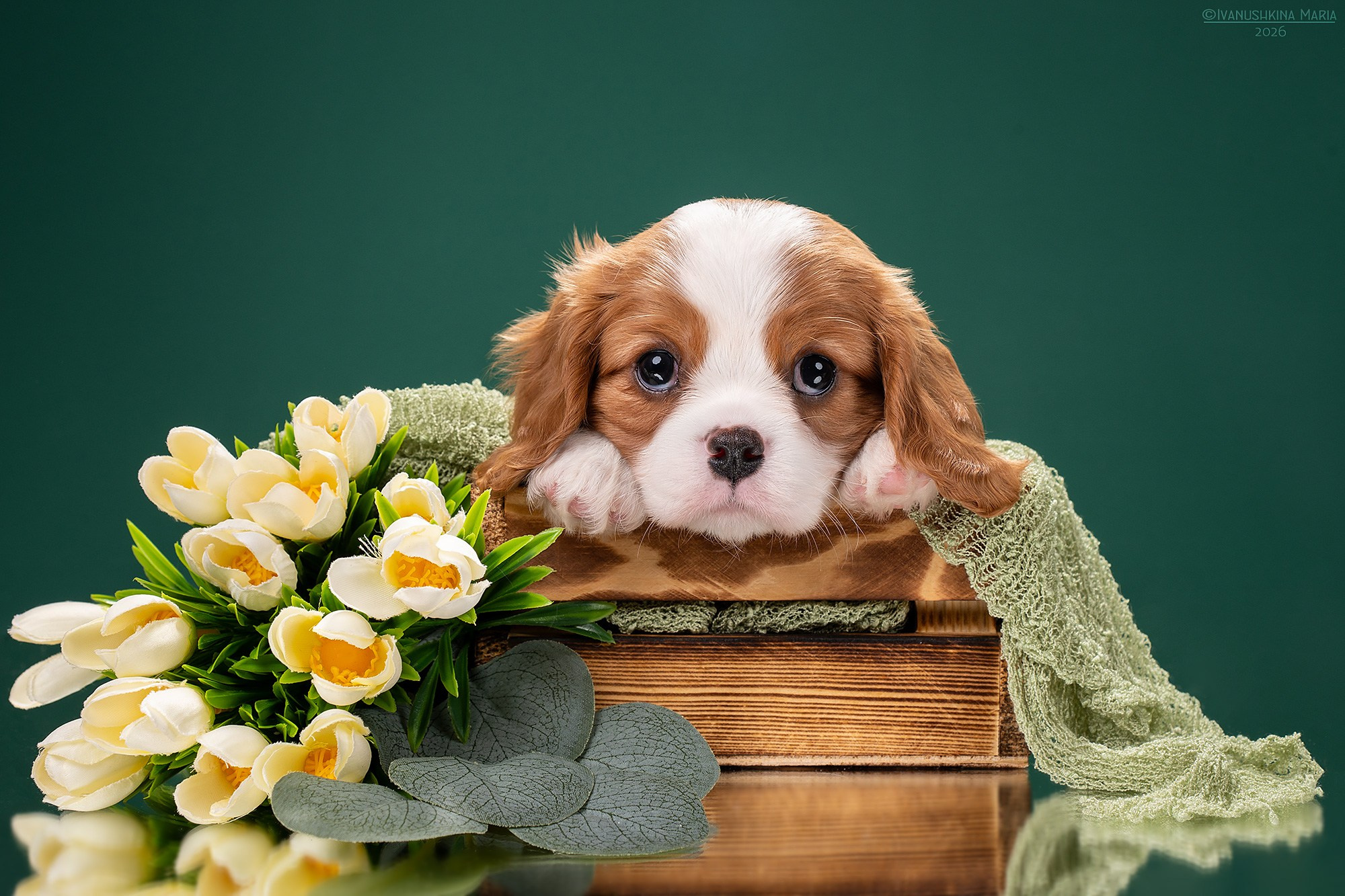 Фотосессия щенков на фонах. Фотограф собак в Москве и Московской области Иванушкина Мария
