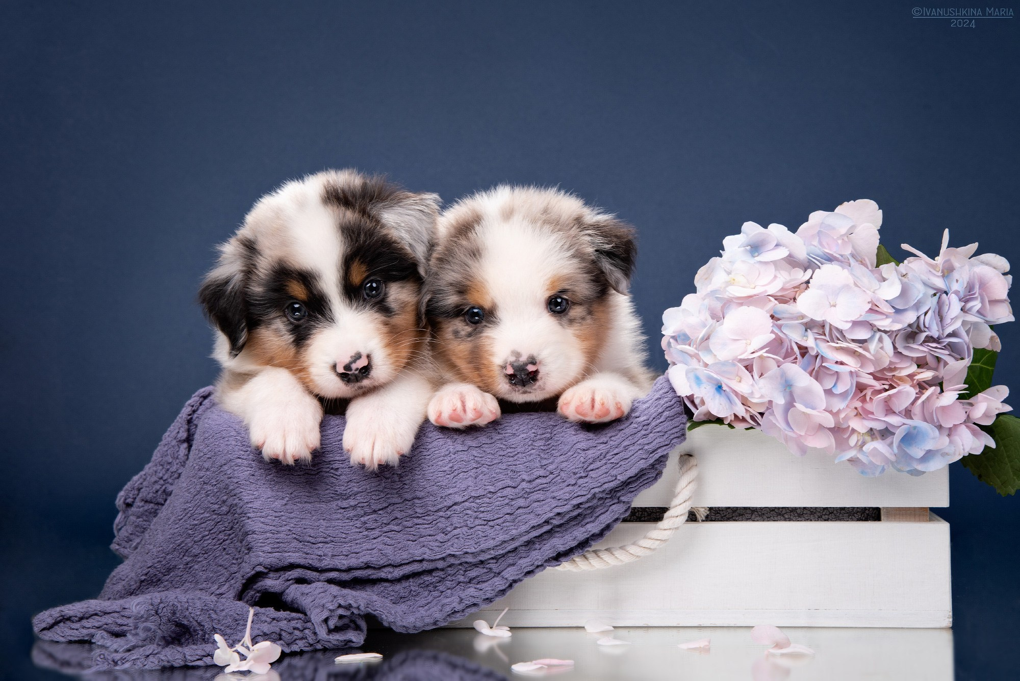 Фотосессия щенков на фонах. Фотограф собак в Москве и Московской области Иванушкина Мария