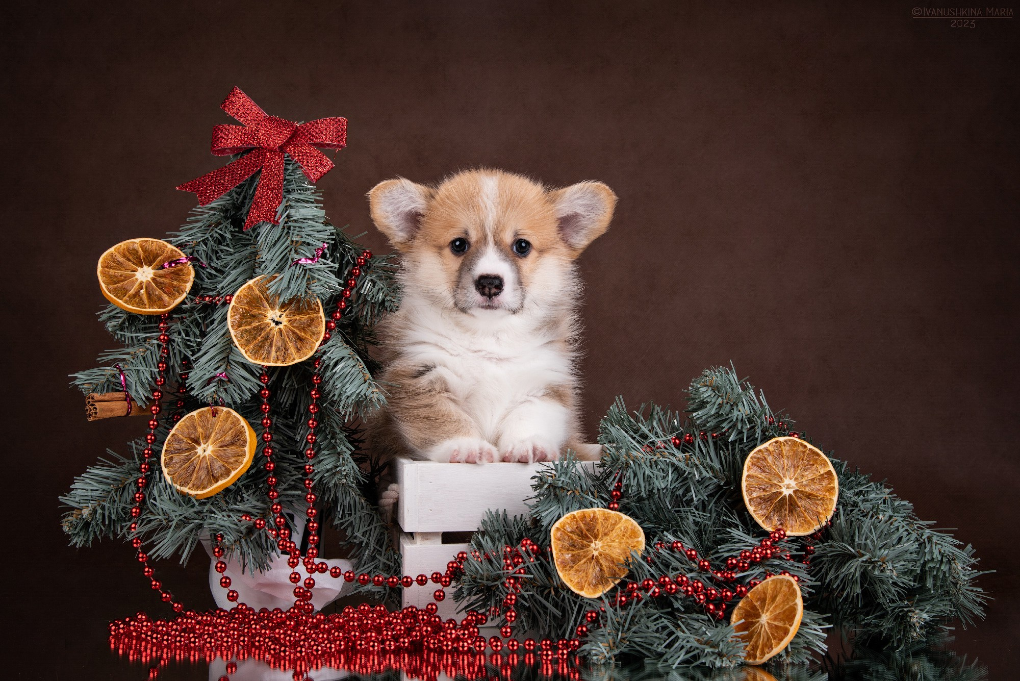 Фотосессия щенков на фонах. Фотограф собак в Москве и Московской области Иванушкина Мария