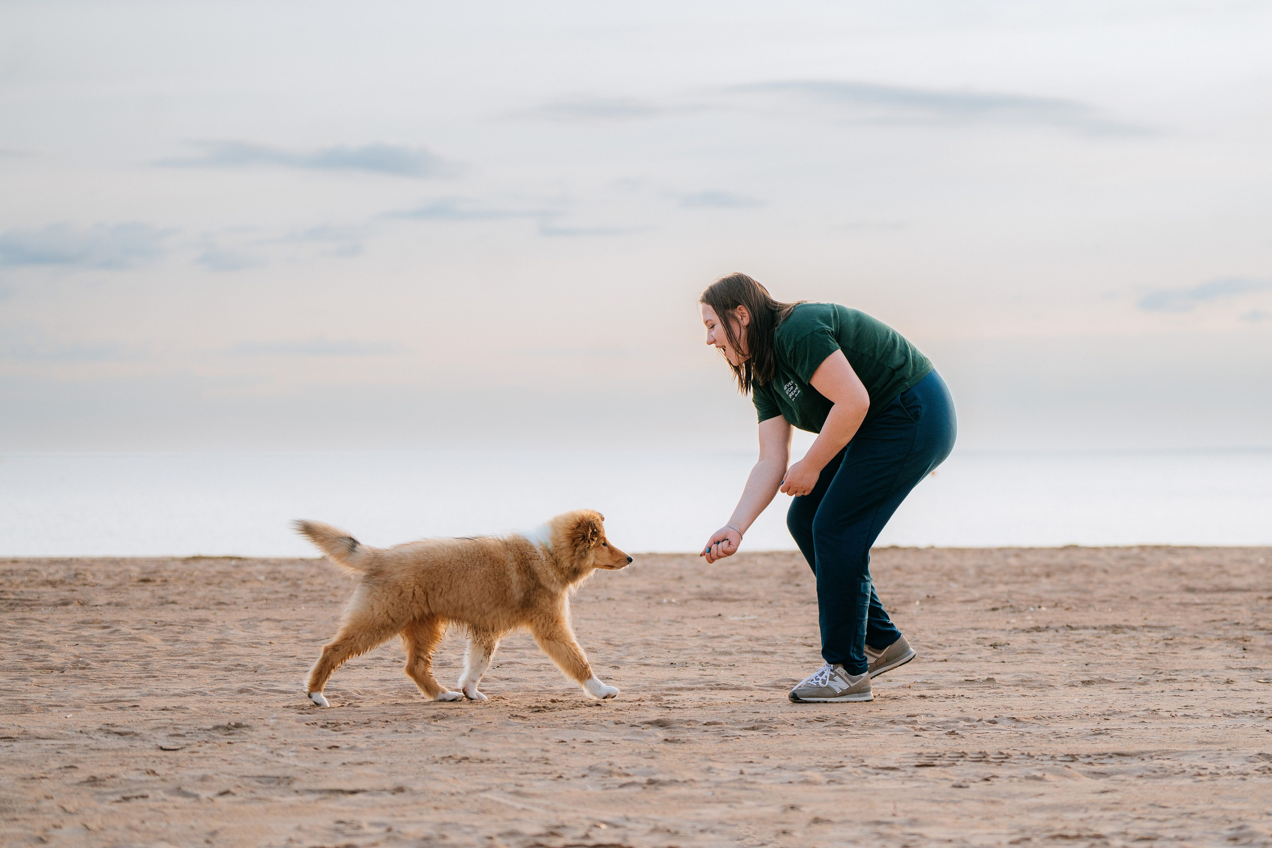 Фотосессия со щенками колли. Фотограф анималист в Спб недорого Олеся Майорова