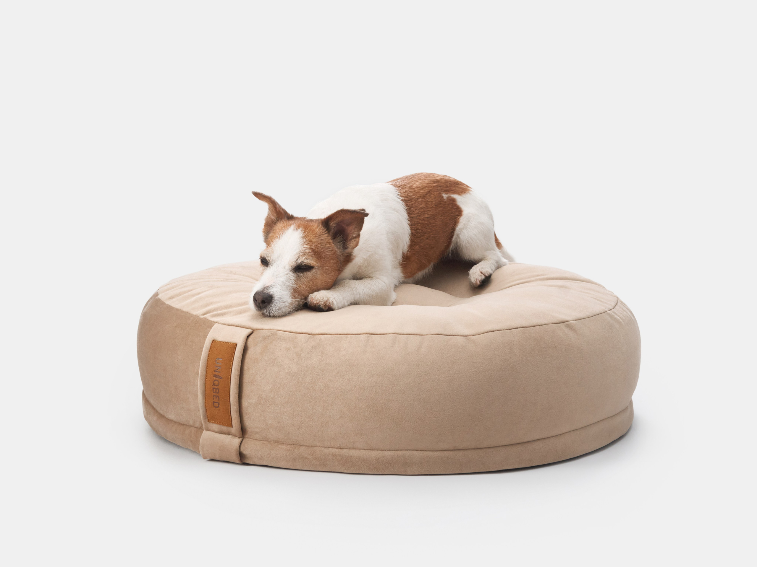Pet Advertising Photography | Commercial Shoots with Dogs & Cats. Dog photographer Averianova Anna — Art photography of dogs