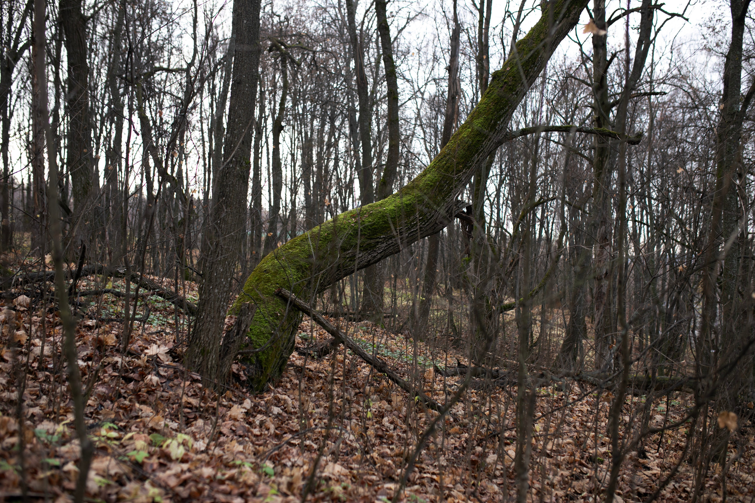 Муром — Гороховец'25. Фотограф-портретист в Москве