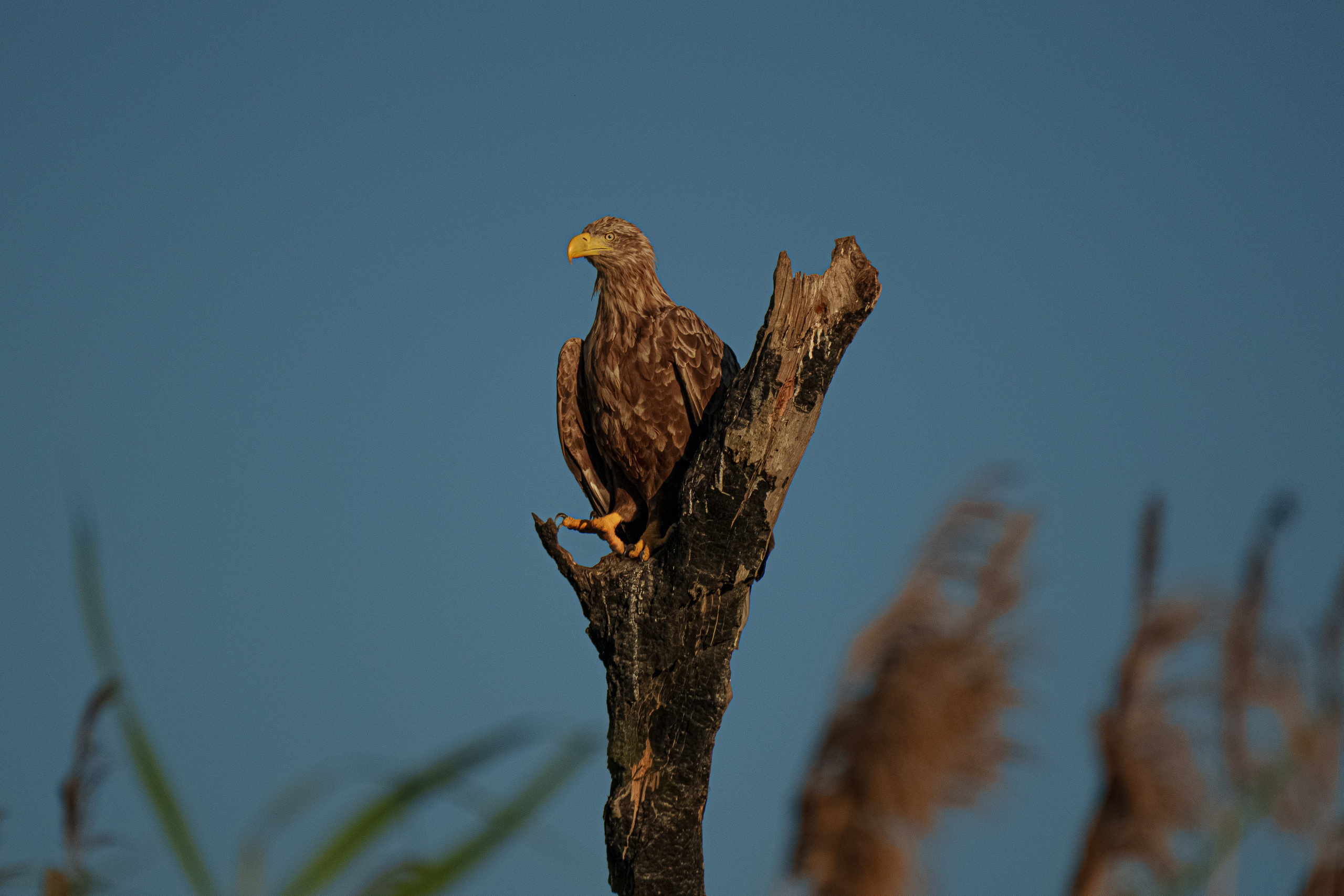 Барханы и лотосы. Июль–Август