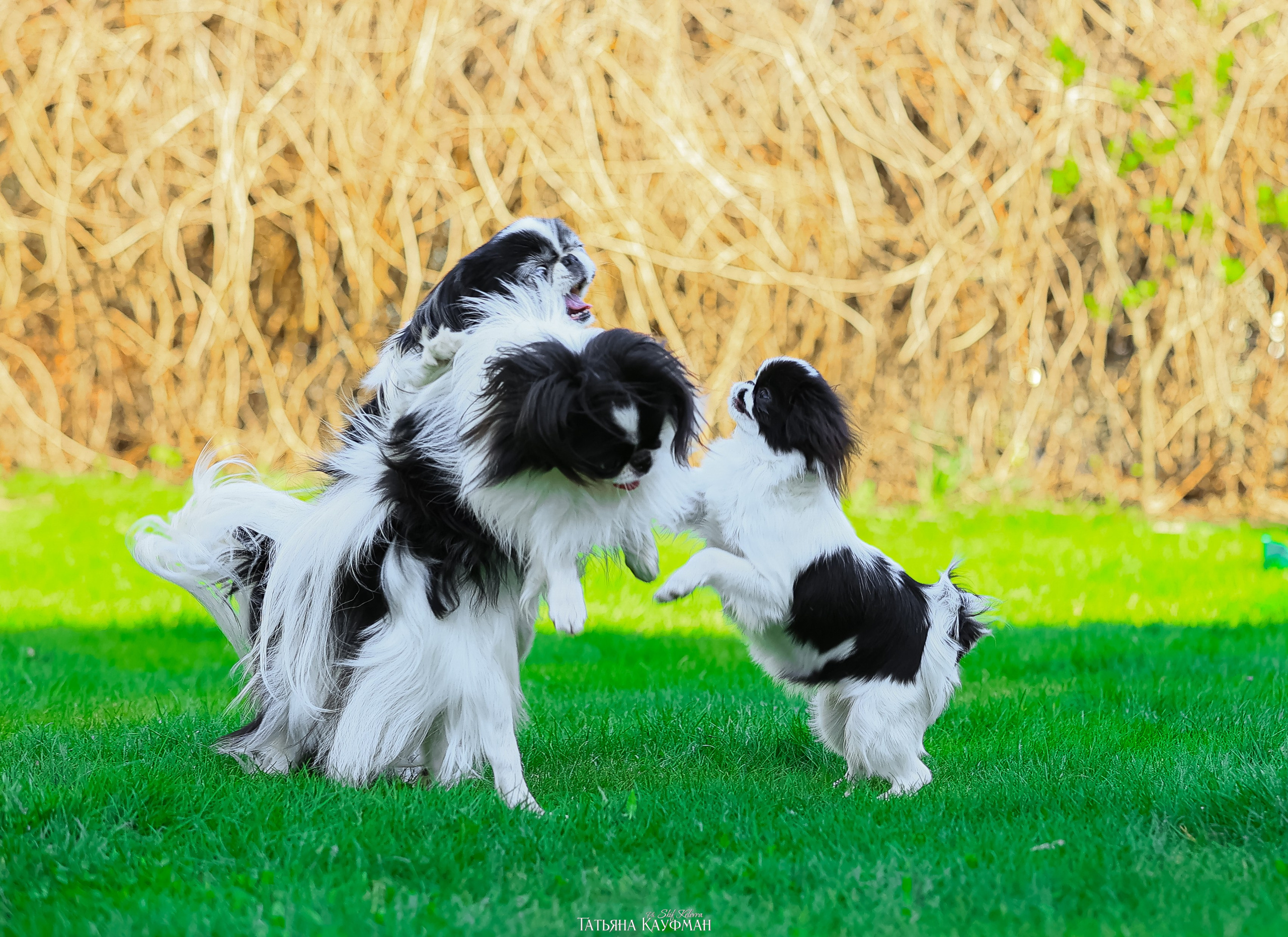 Японский хин, фотография японский хин, собака в цветах, красивая собака, фотограф анималист, фотокурс Анималистика, научиться фотографировать собак, фотограф Новосибирск