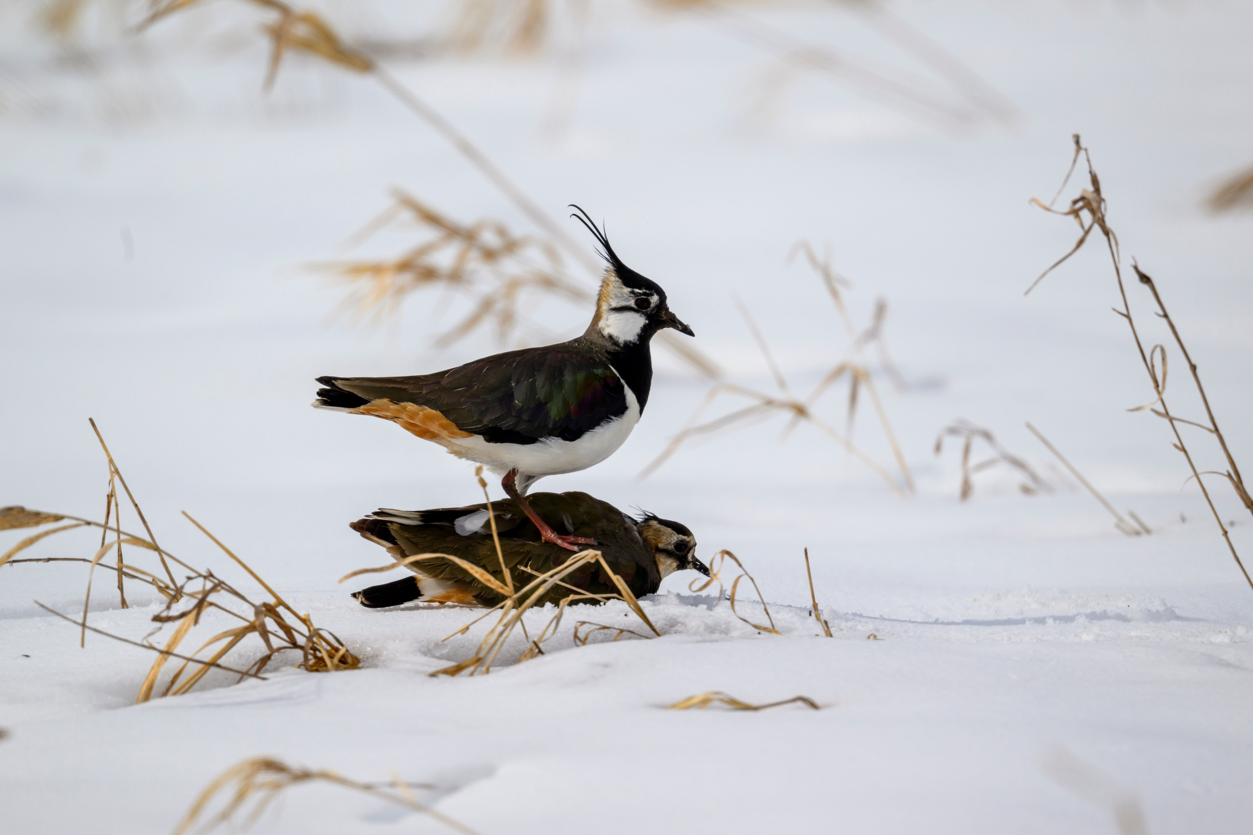 Сова, журавли и свадьба чибисов. Wildlife photography by Sergey Puponin