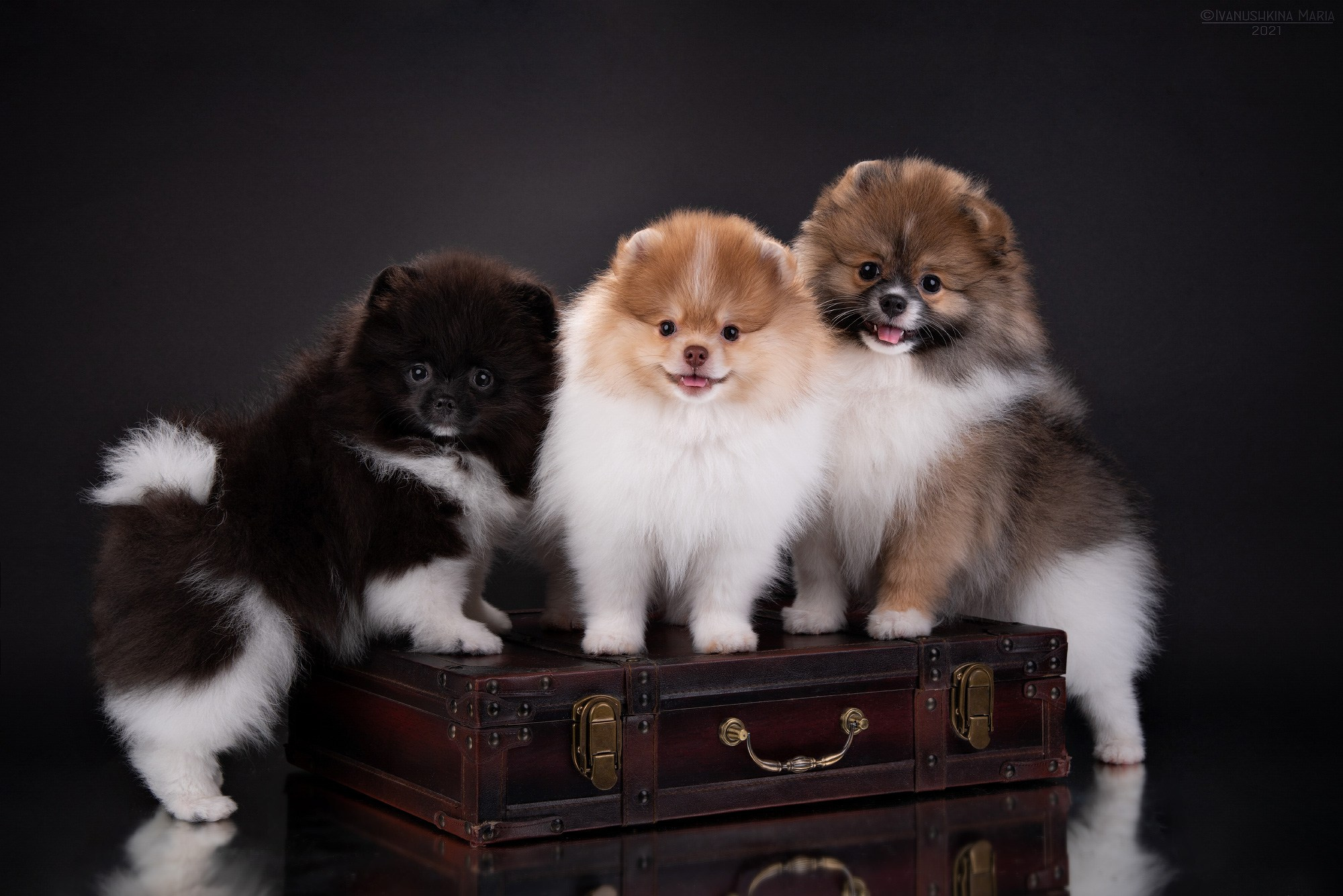 Фотосессия щенков на фонах. Фотограф собак в Москве и Московской области Иванушкина Мария