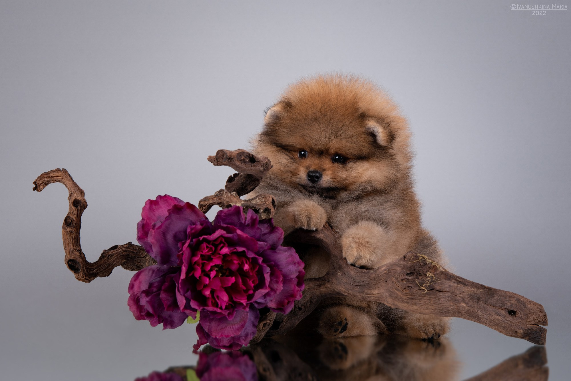 Фотосессия щенков на фонах. Фотограф собак в Москве и Московской области Иванушкина Мария