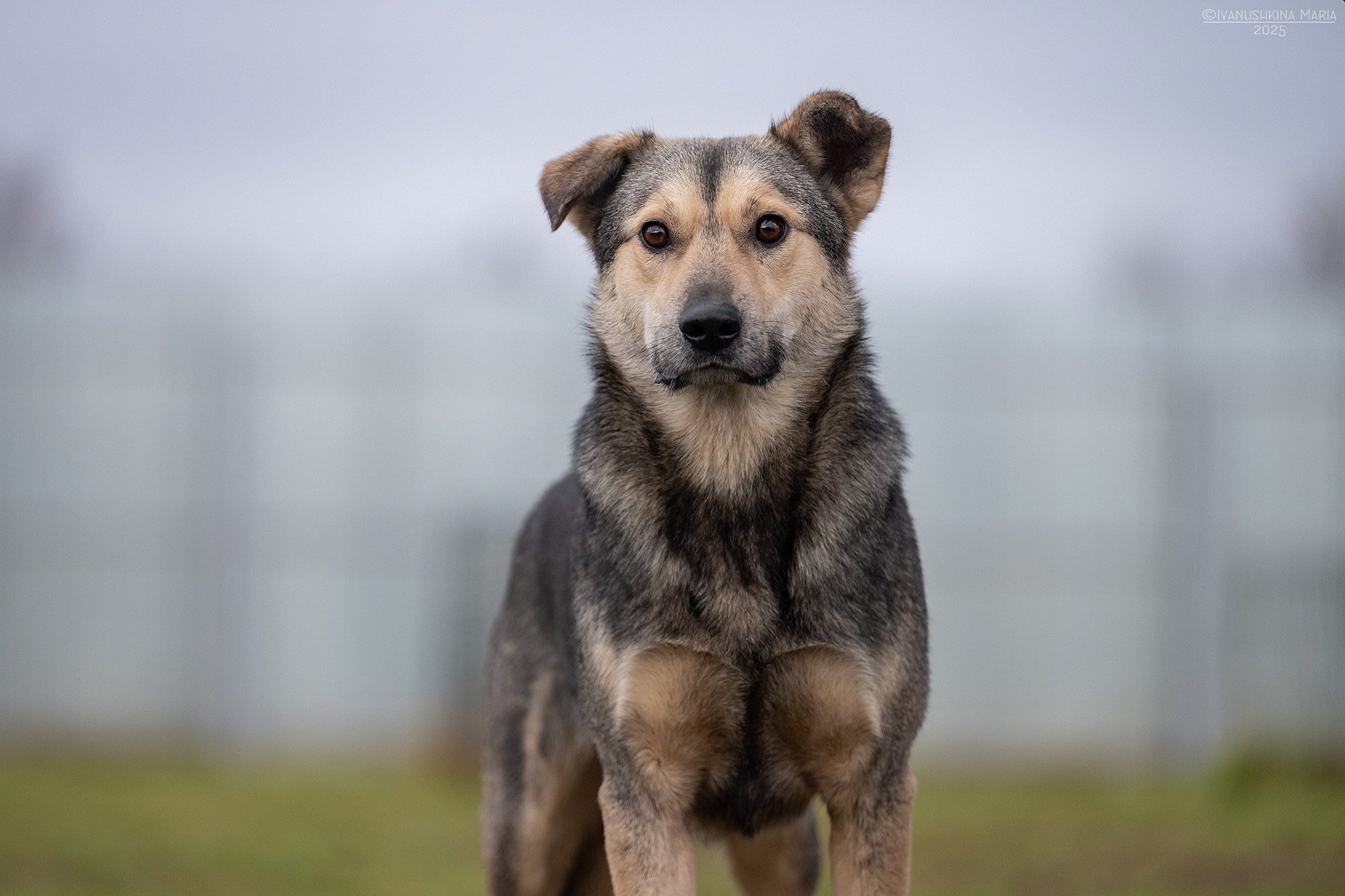 Пиарные фотосессии собак на пристройство. Фотограф собак в Москве и Московской области Иванушкина Мария