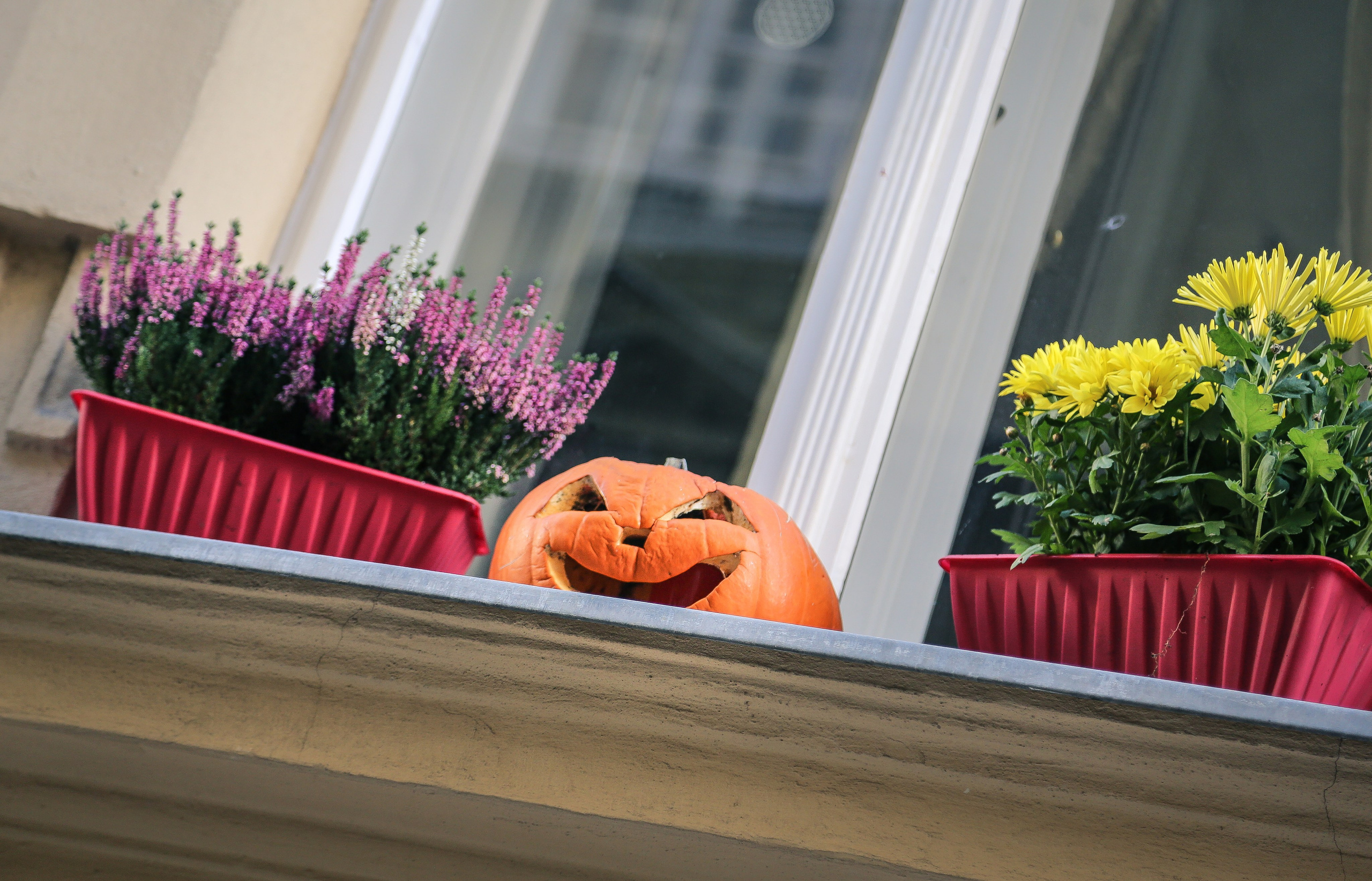 Австрия: Вена — знакомство. Дарья Письменюк / Darya Leitstern — фотограф, музыкант, журналист, путешественник
