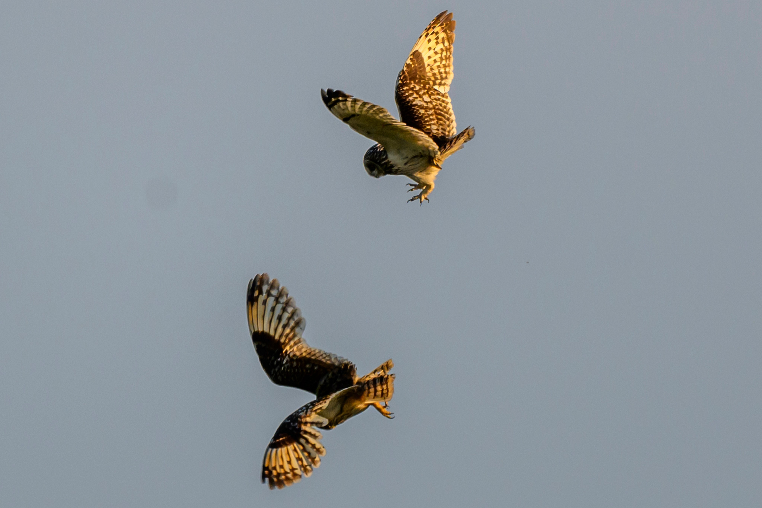 Битва сов и кормление совят. The Owl Battle and Feeding the Nestlings. Фотограф Сергей Пупонин