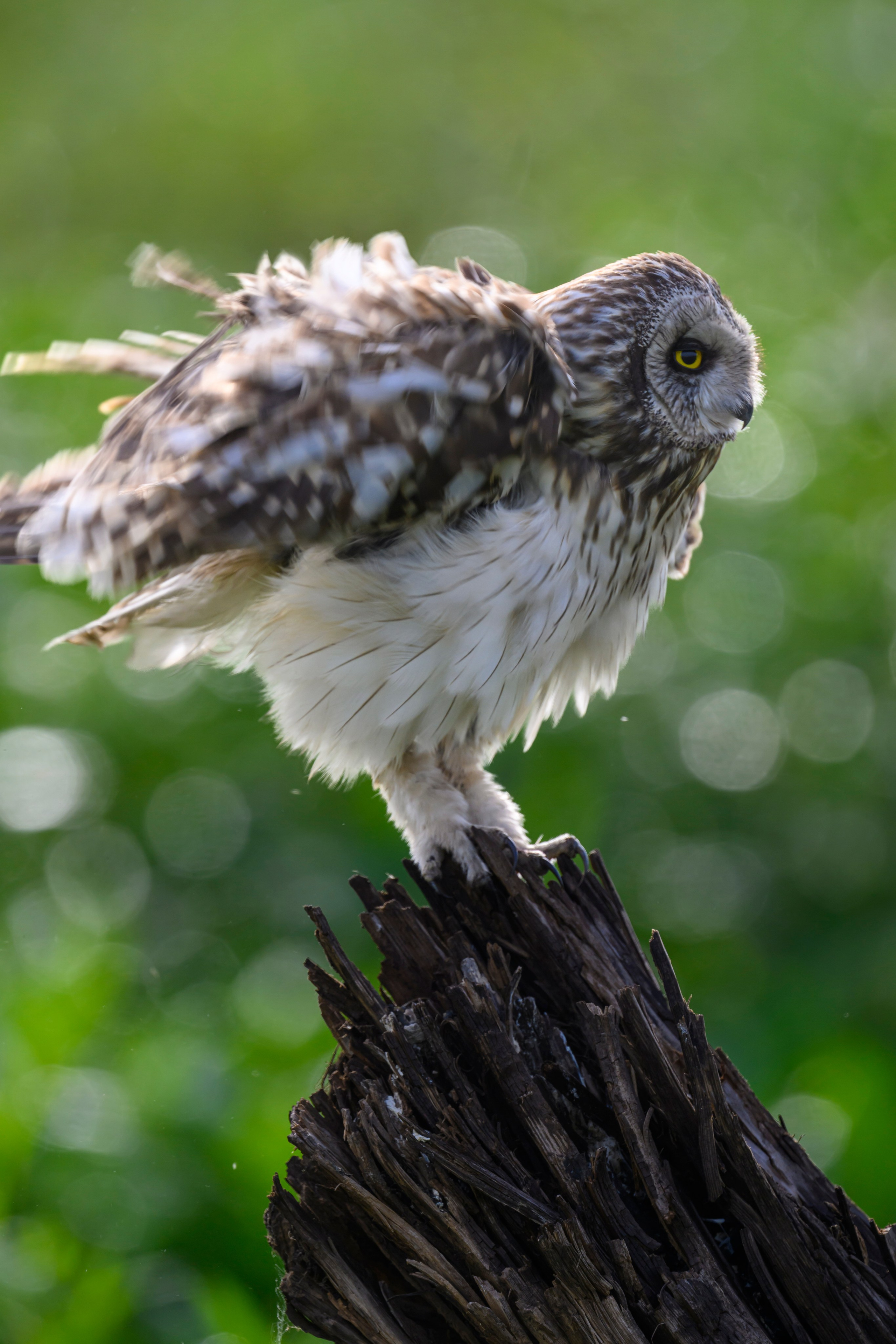 Сова на рассвете. Owl at dawn. Wildlife photography by Sergey Puponin