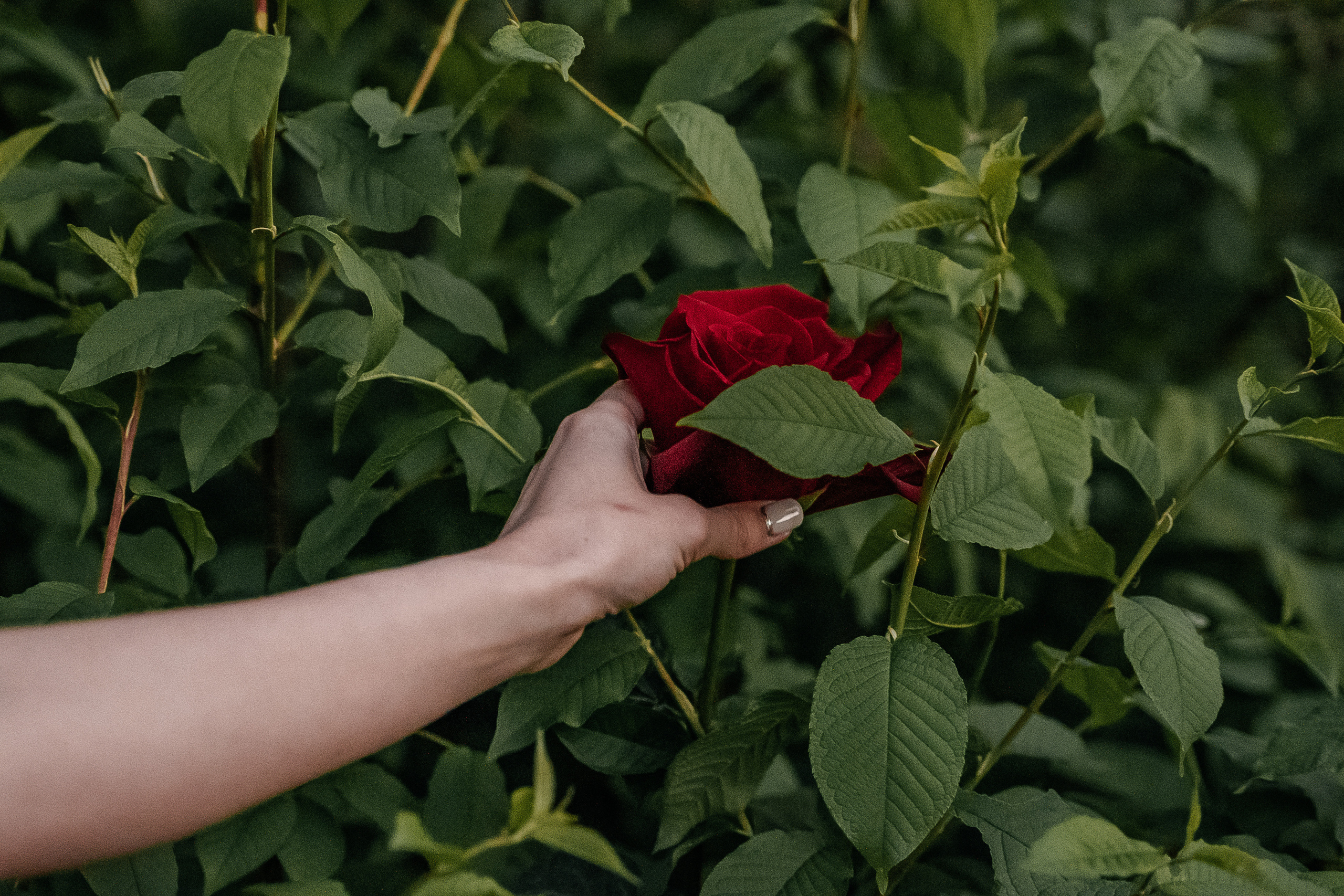 Виолетта и Артём (по мотивам «Красавица и Чудовище»). Свадебный Фотограф Минск || Фото и Видеосъёмка Минск || Другие города
