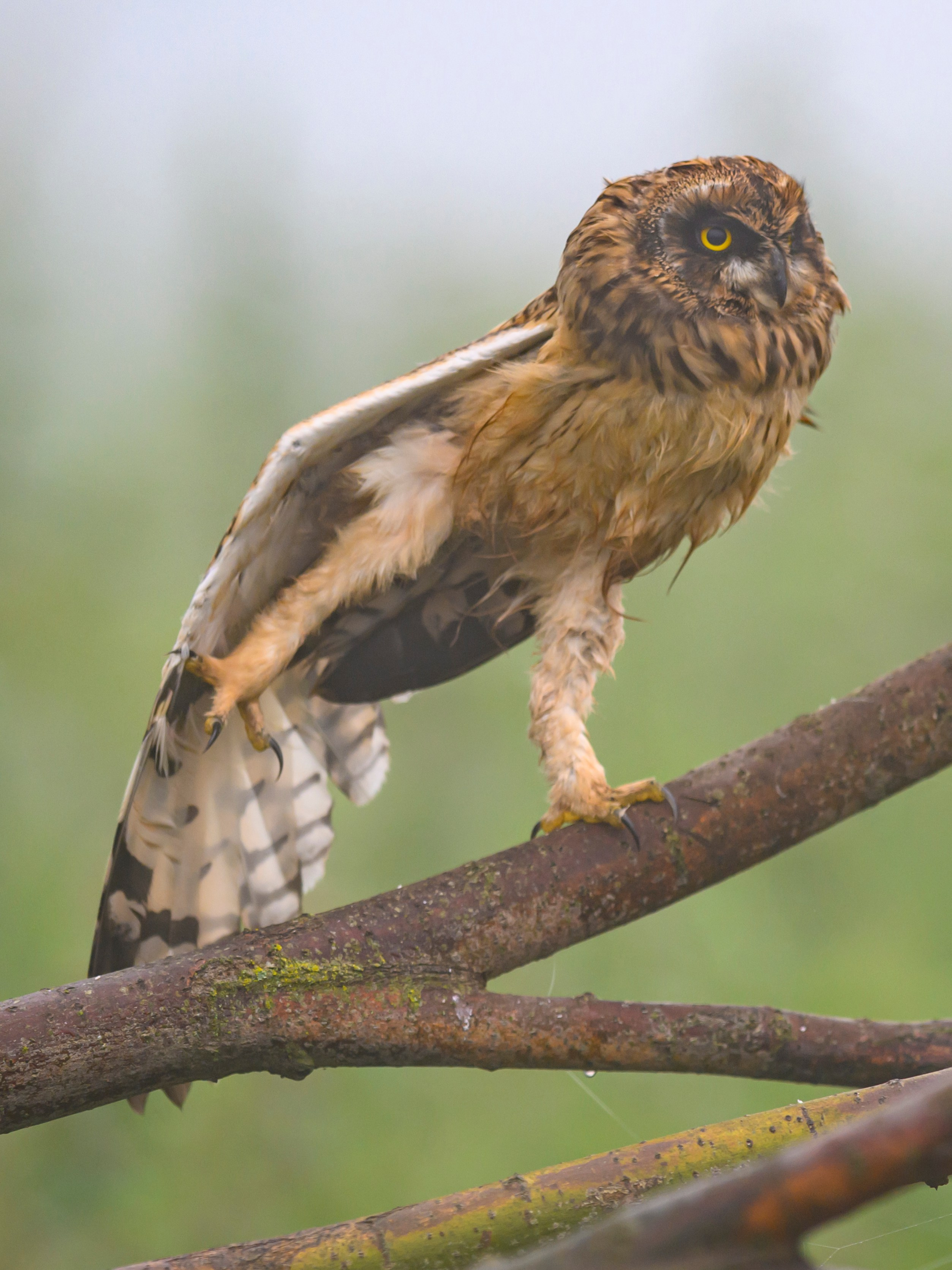 Утро с совятами. Morning with Owlets. Фотограф Сергей Пупонин