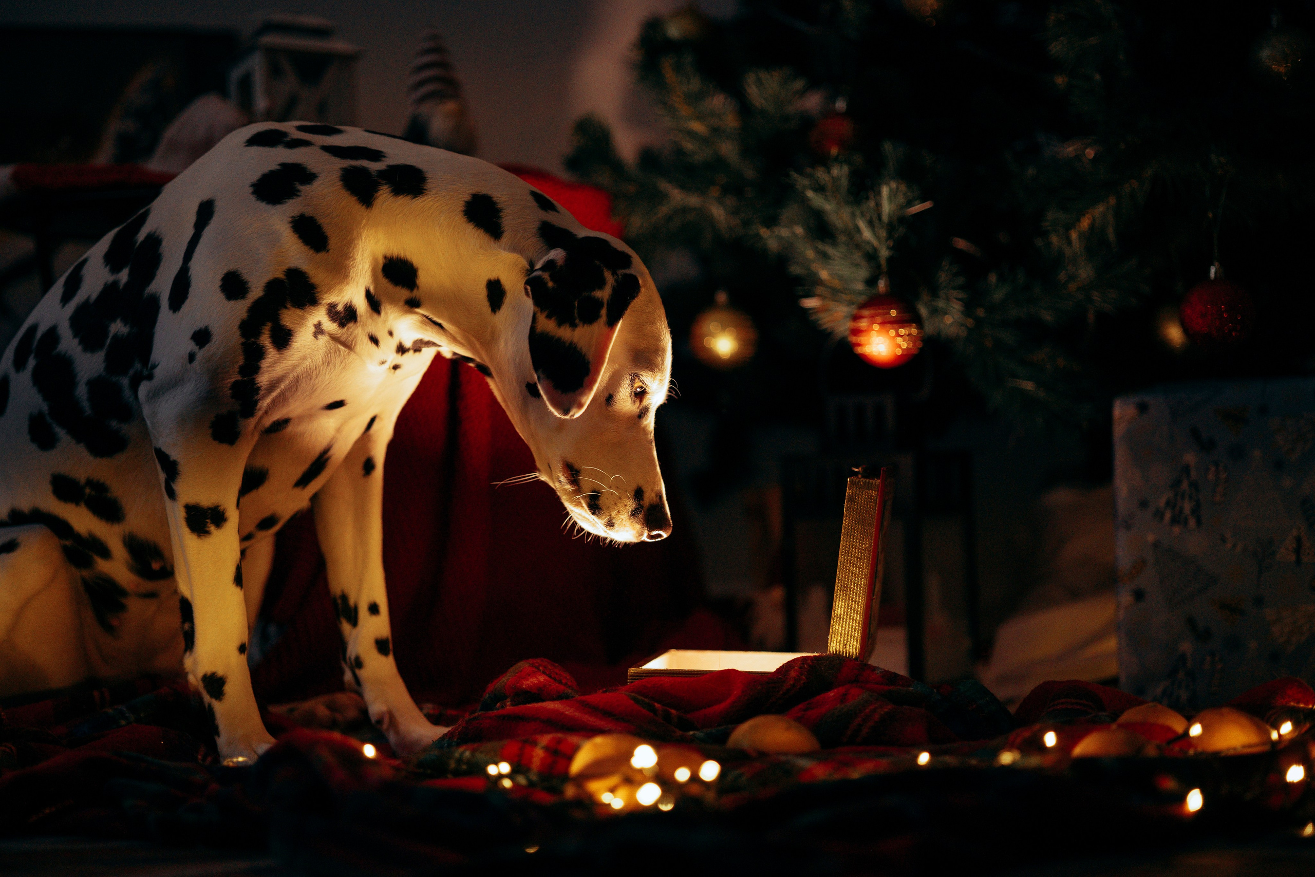 Анастасия Белаш