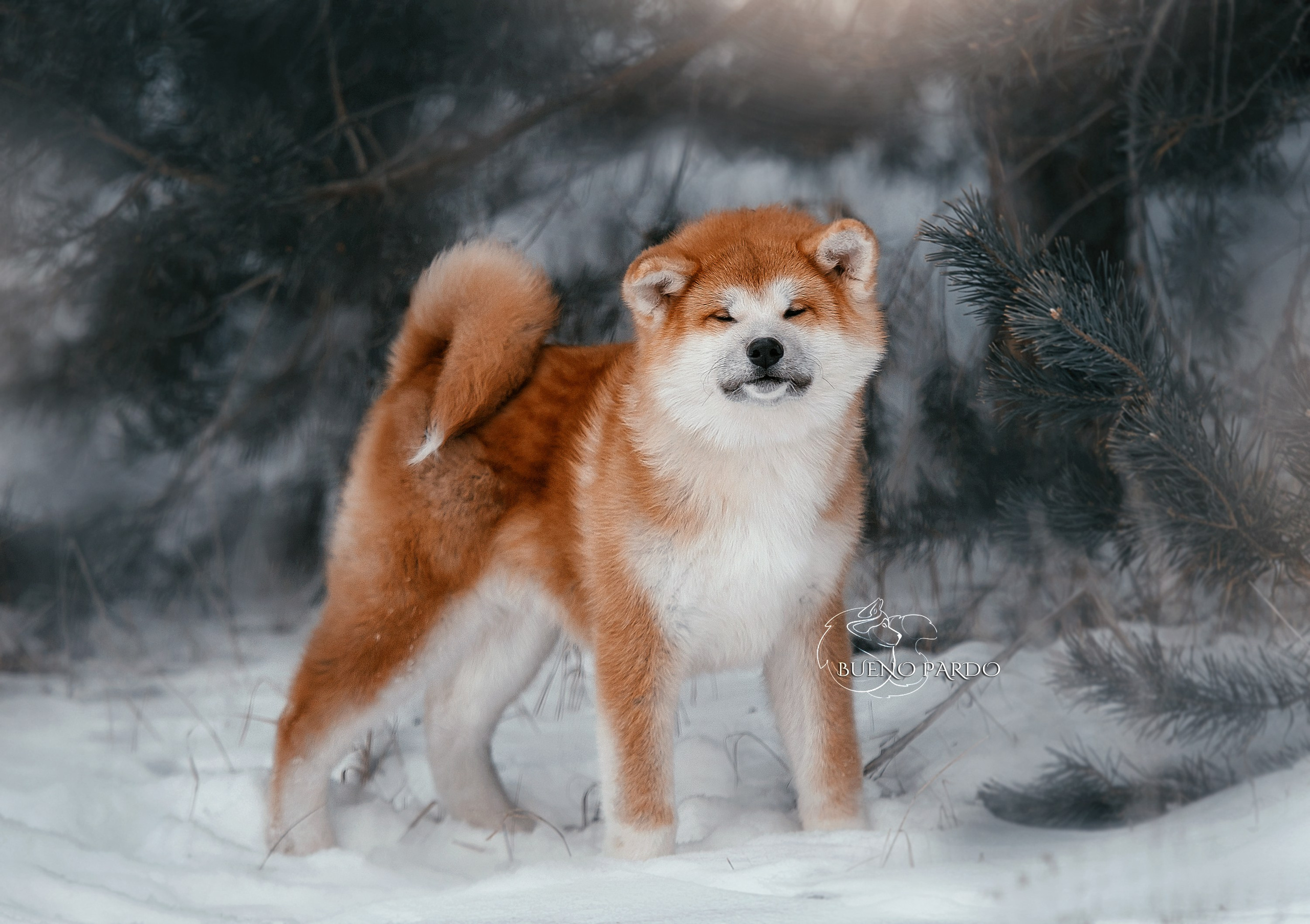 Щенки японской акита ину из питомника. Питомник собак Акита, Хаски, Корги