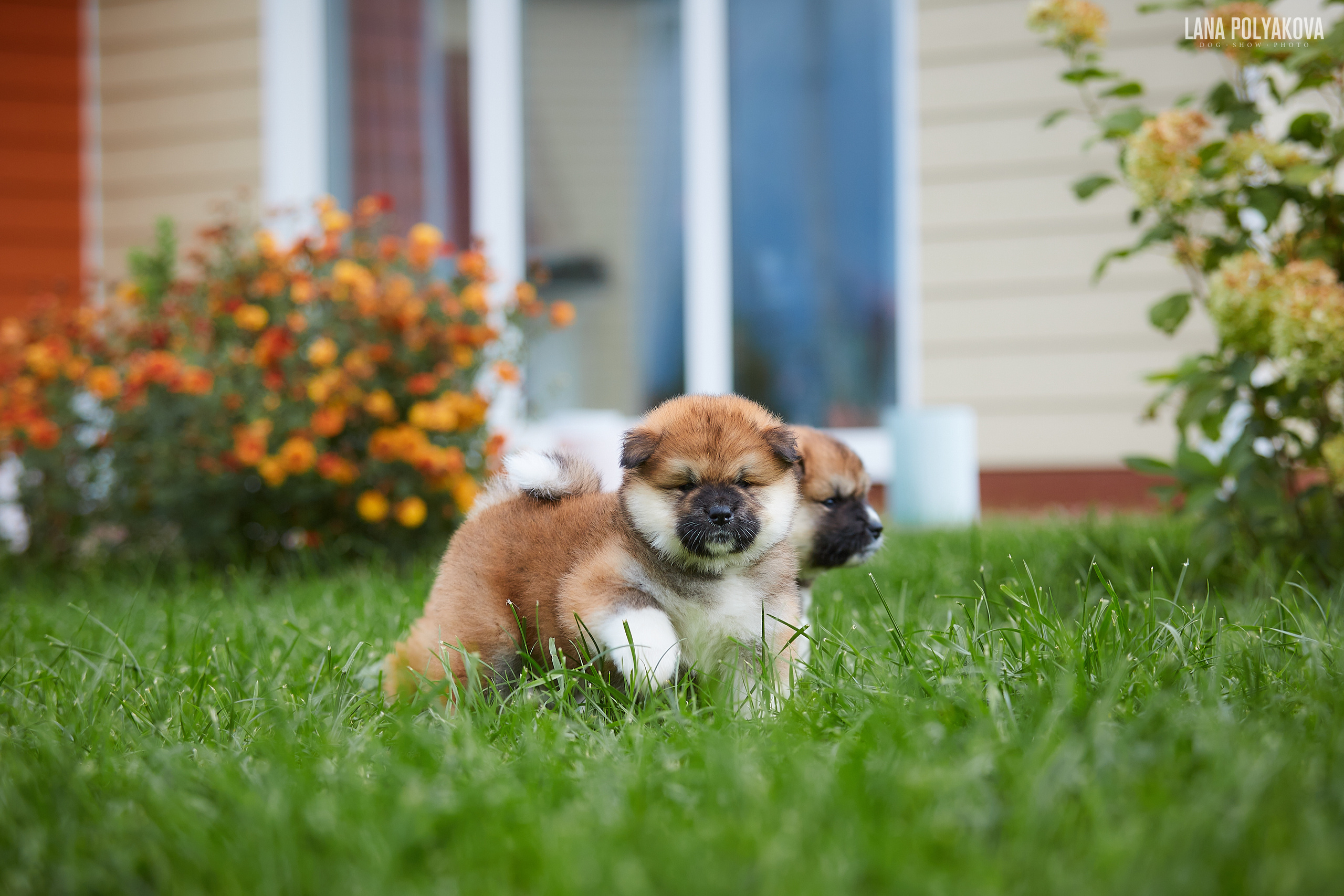 Японская акита
Акита-ину
Фотосъемка щенков
